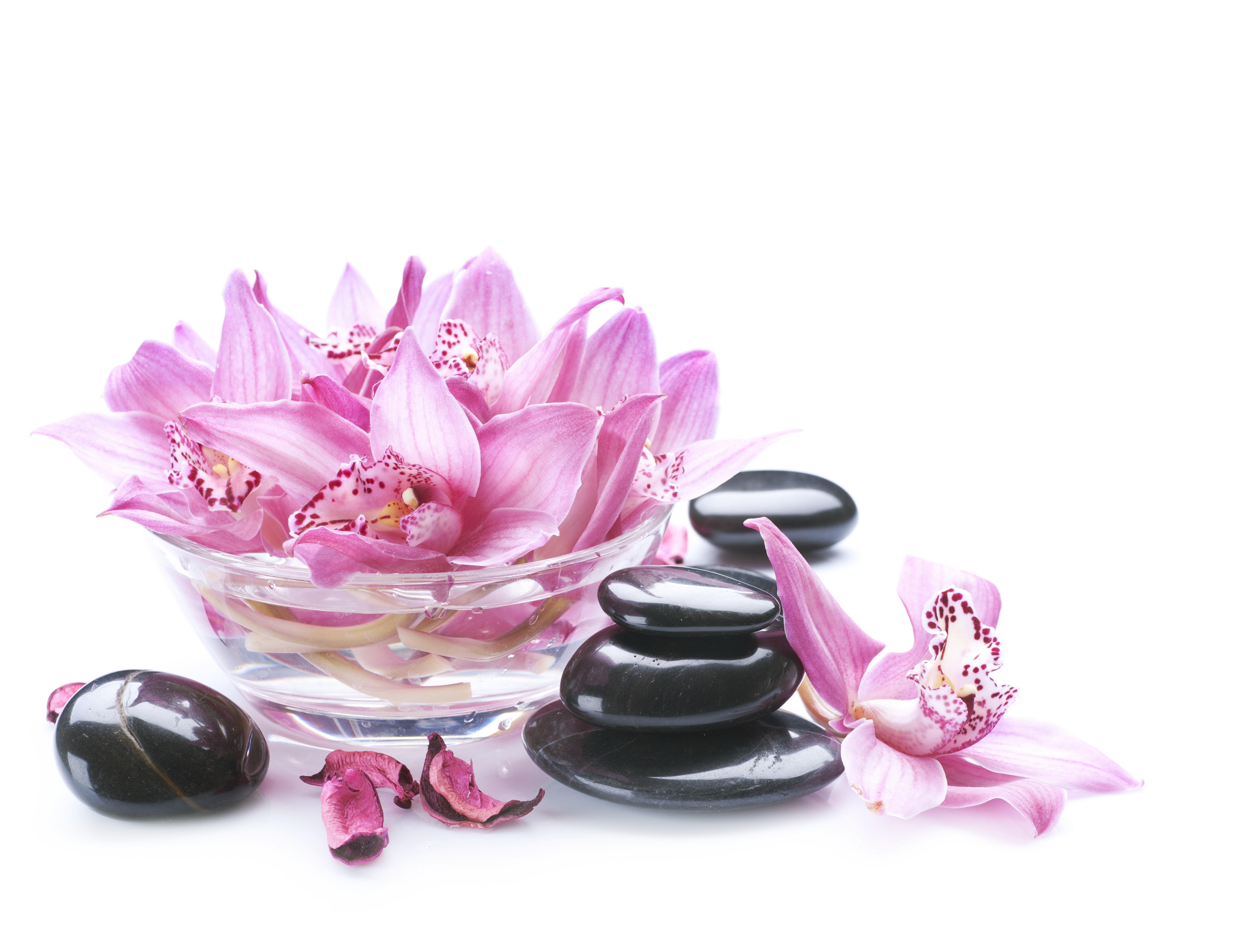 Pink Orchids and Spa Stones HD Wallpaper