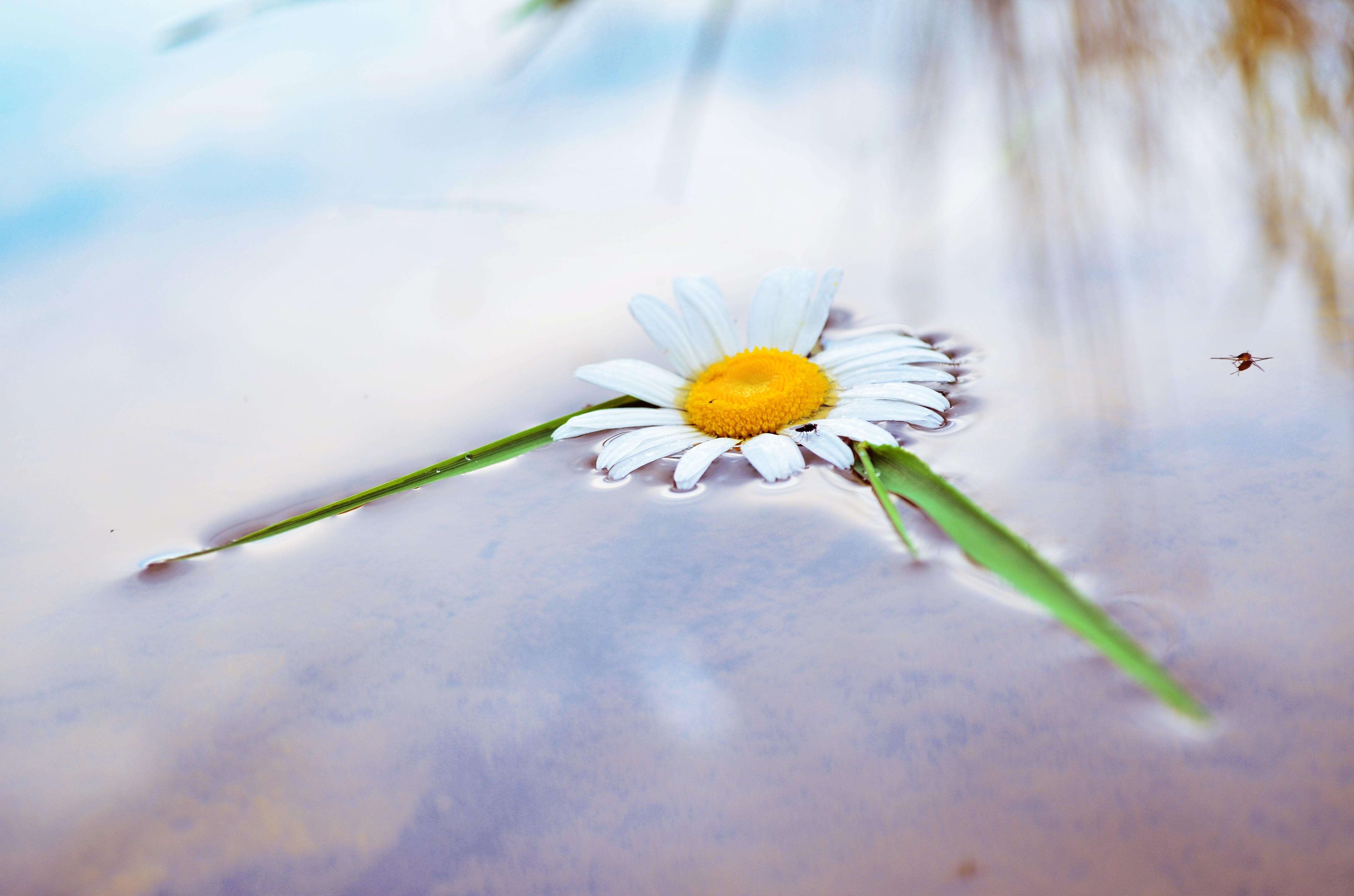 Daisy floating on water with a small insect HD Wallpaper