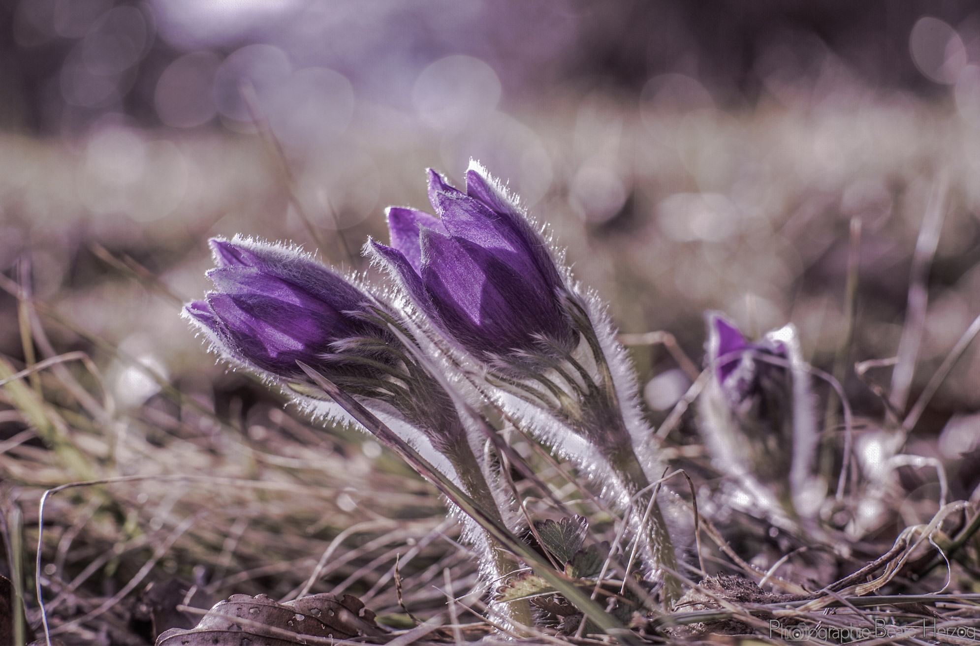 Purple Pulsatilla flowers with fuzzy stems HD Wallpaper