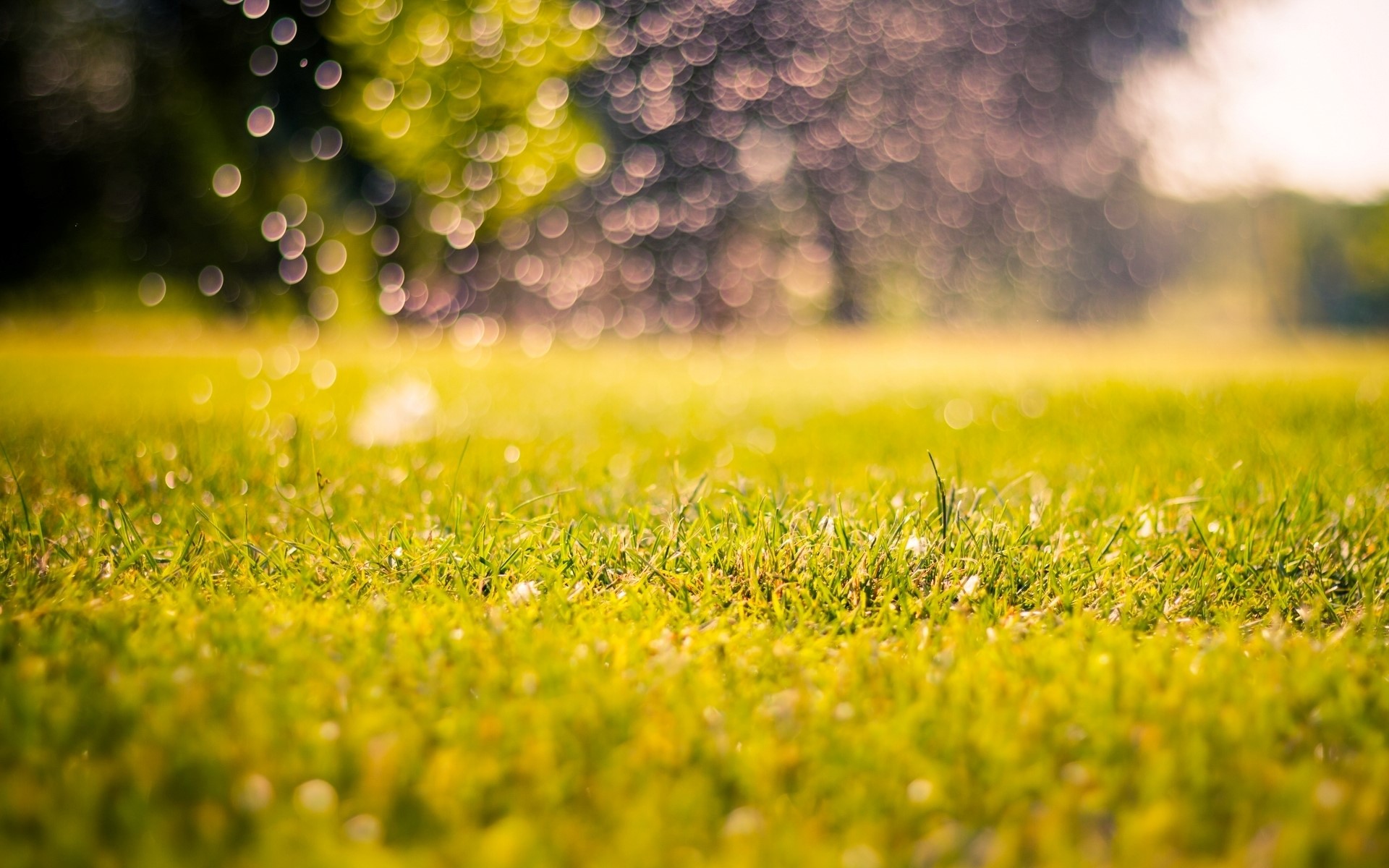 Green grass field with bokeh background HD Wallpaper