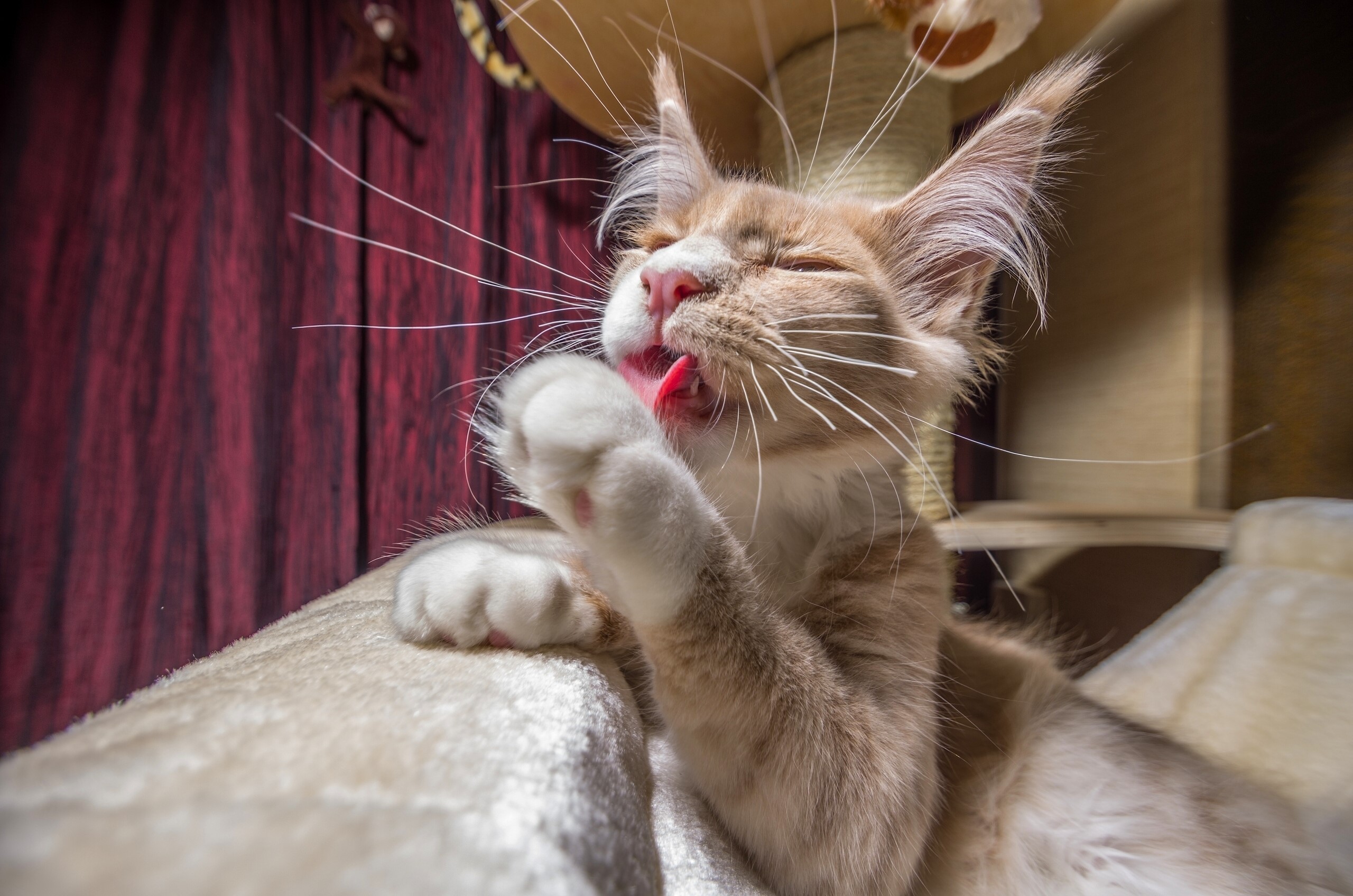 Maine Coon kitten grooming its paw HD Wallpaper