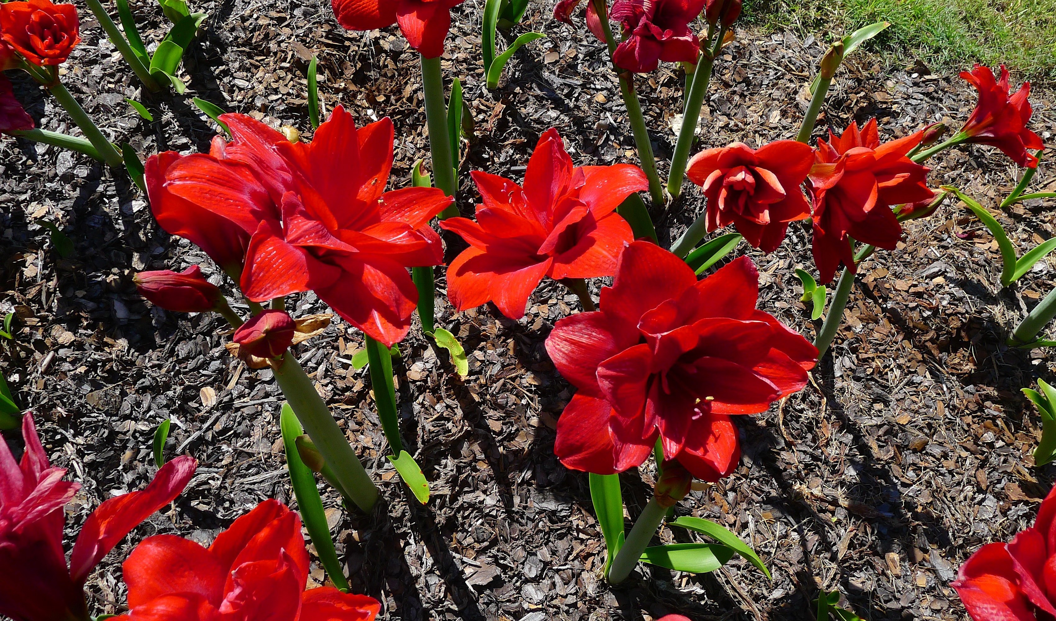 Red Amaryllis flowers blooming in garden HD Wallpaper