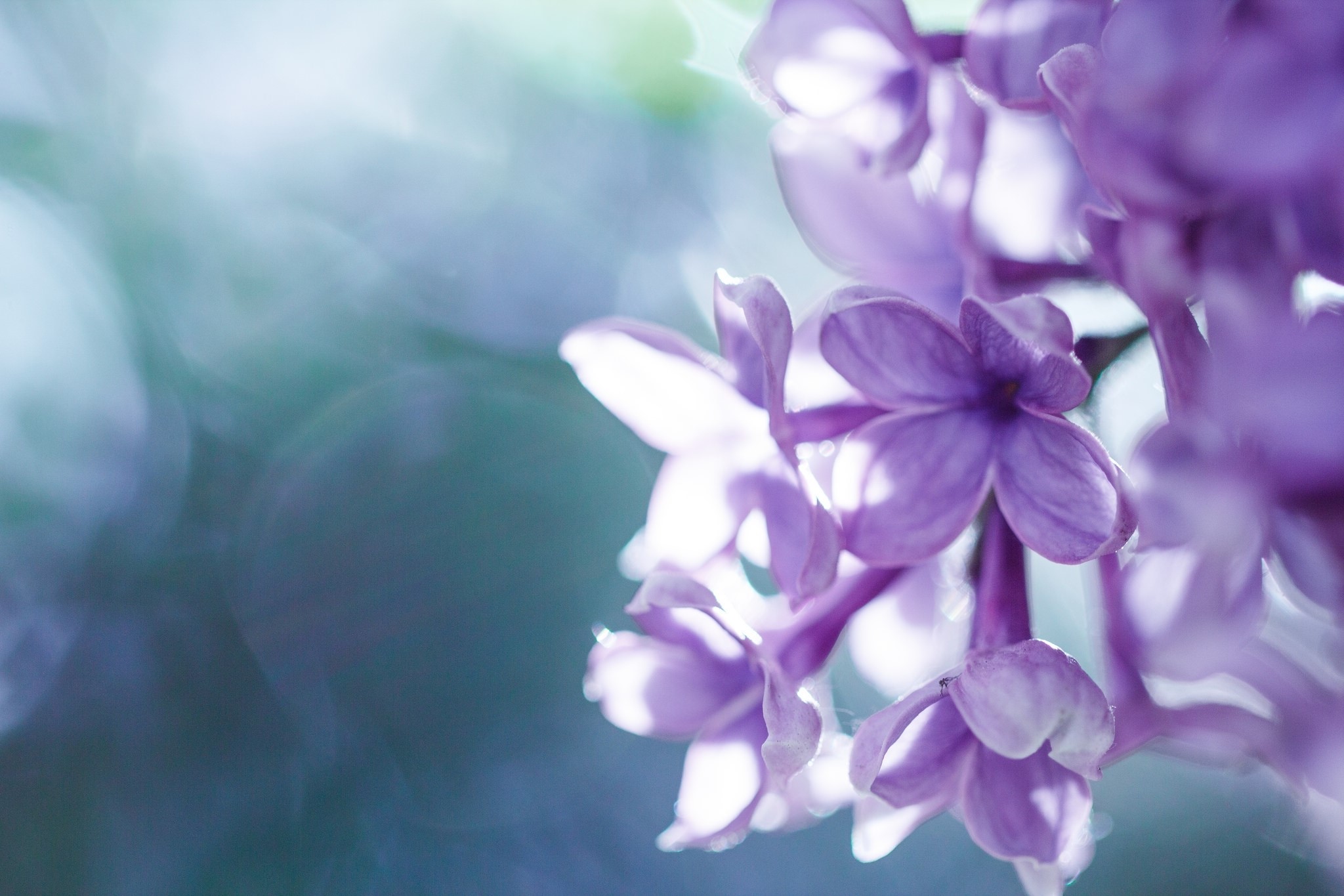 Close-up of purple lilac flowers in soft light HD Wallpaper