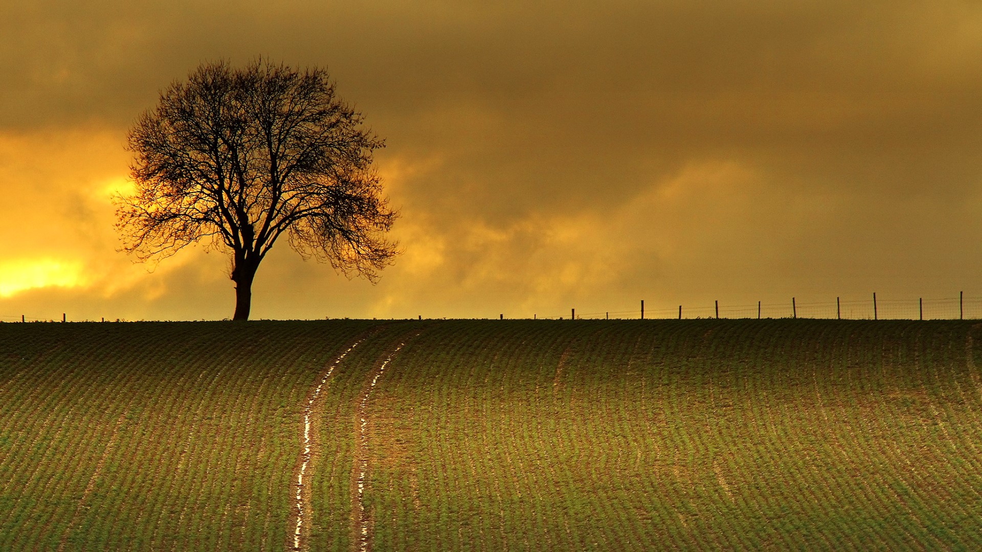 Lone tree in a field at sunset HD Wallpaper