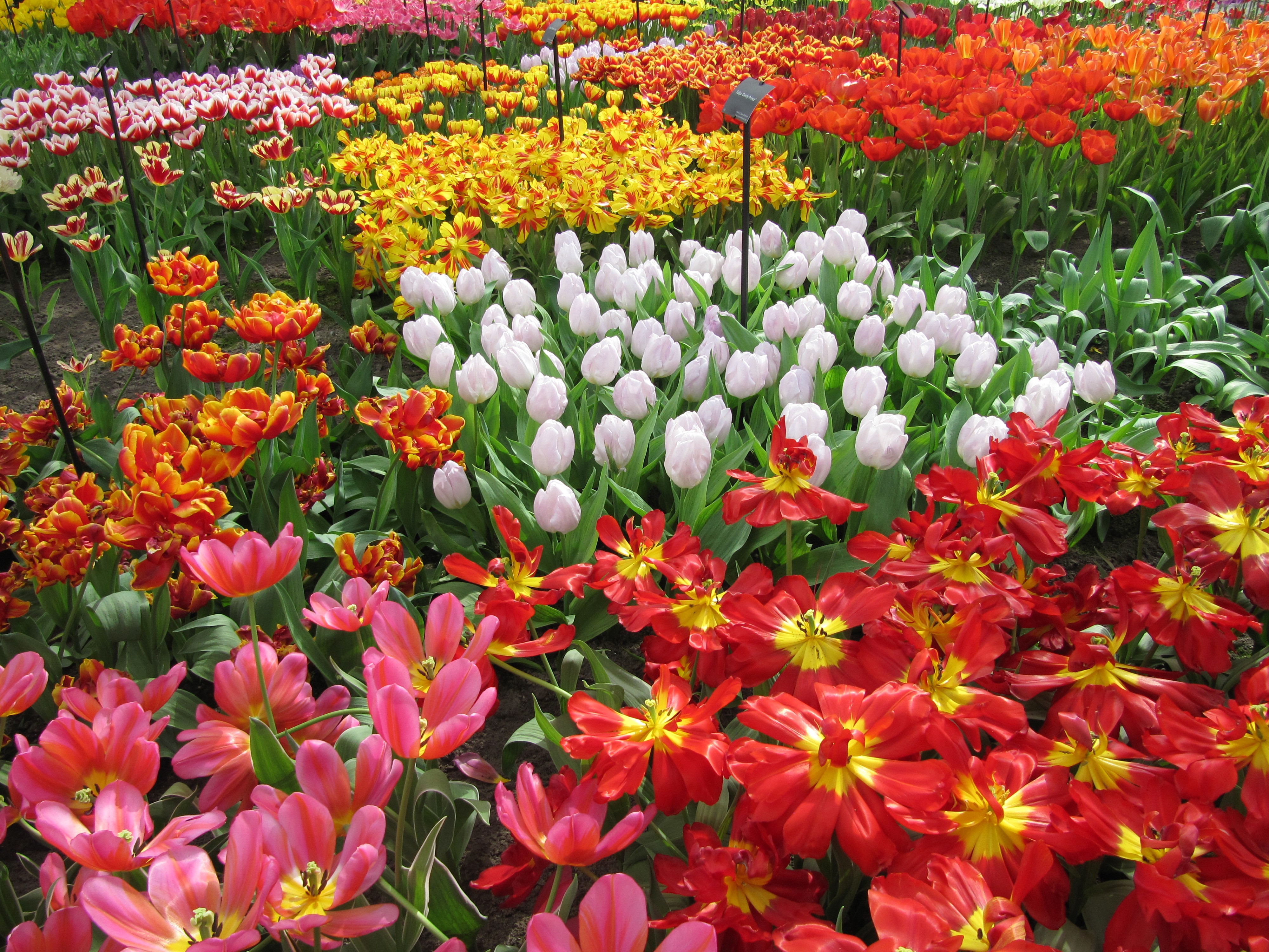 Field of colorful tulips at Keukenhof Lisse, Netherlands HD Wallpaper