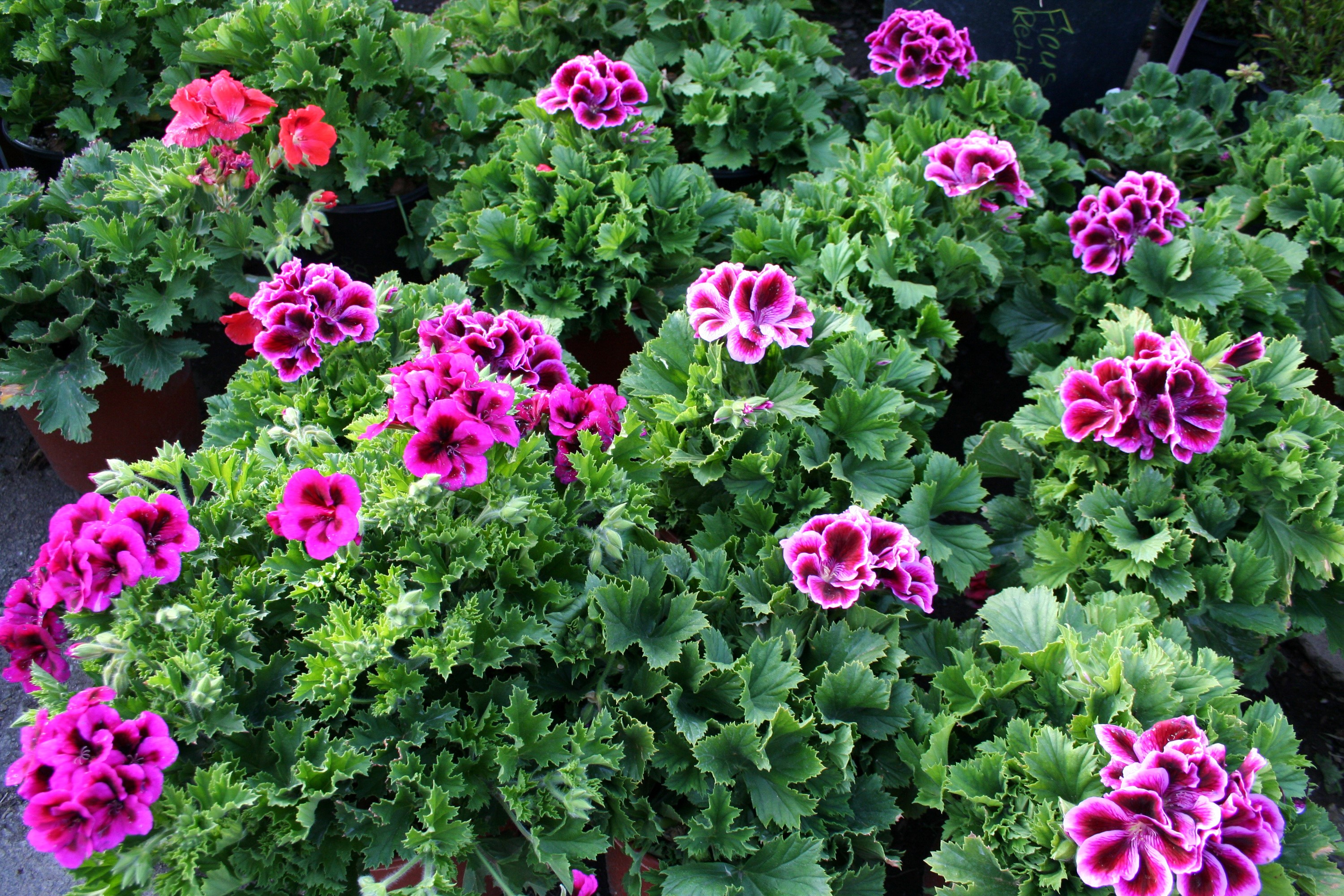 Pink and purple geraniums with green leaves HD Wallpaper