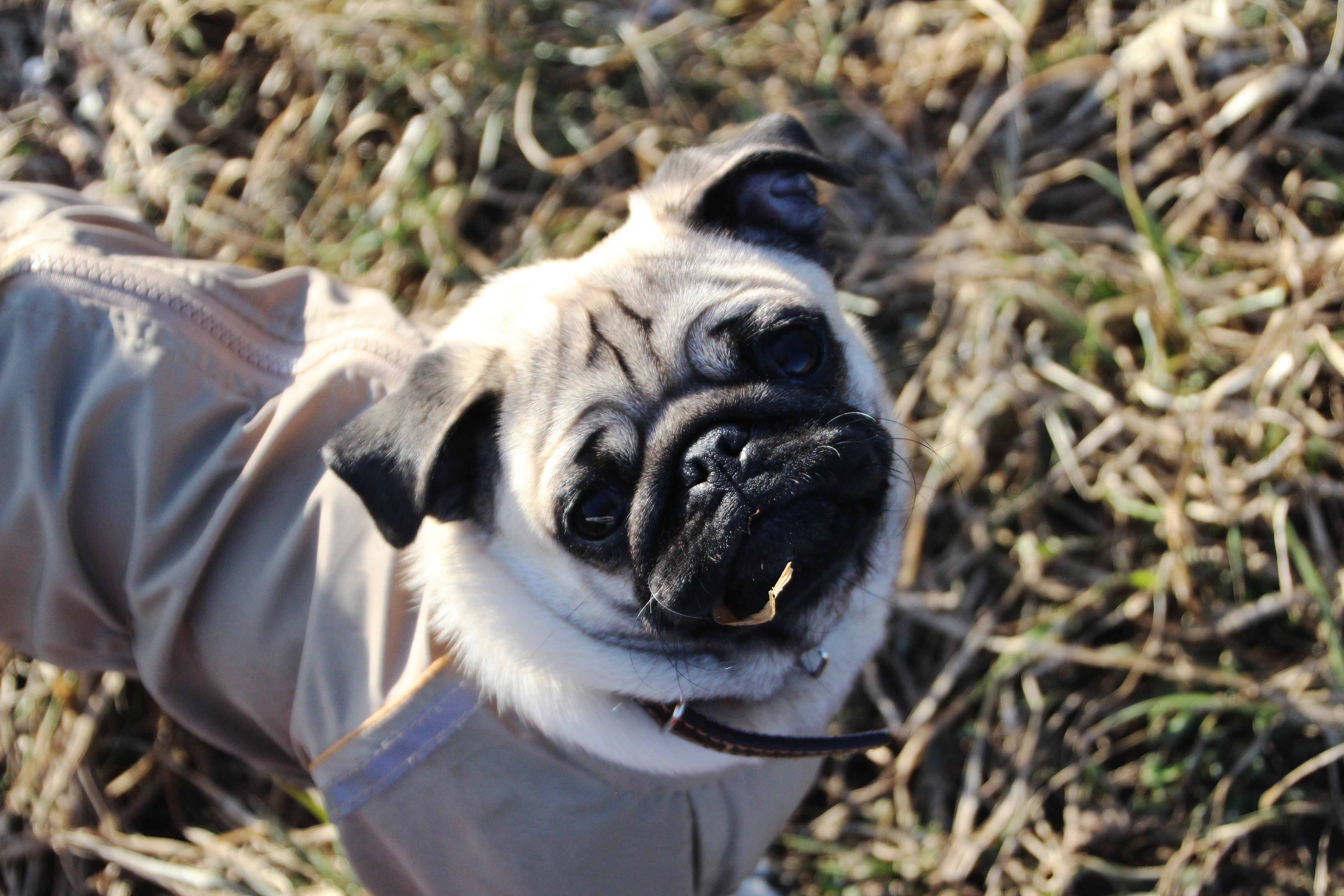 Pug wearing a coat in dry grass HD Wallpaper