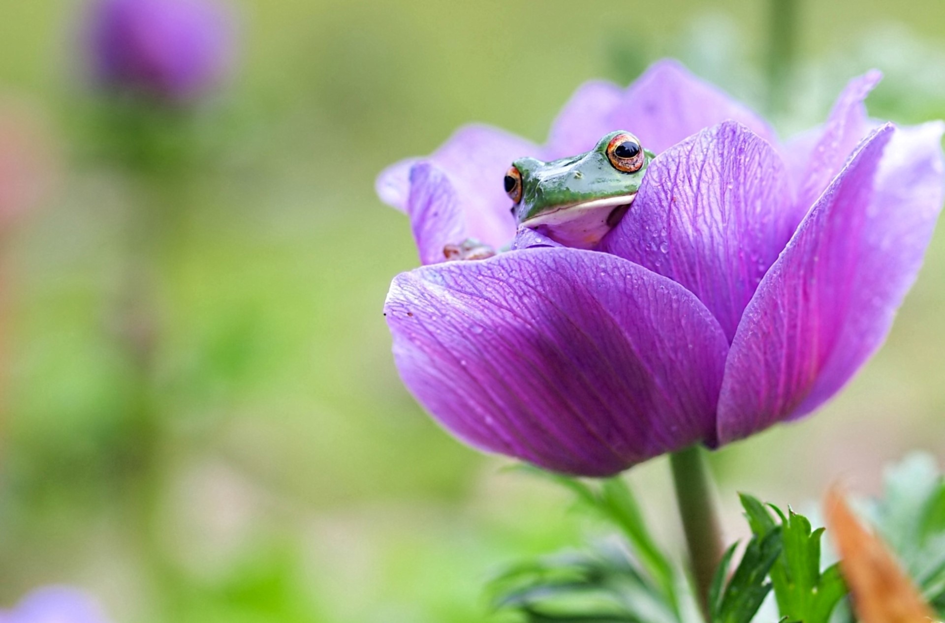 Green frog sitting in a purple flower HD Wallpaper