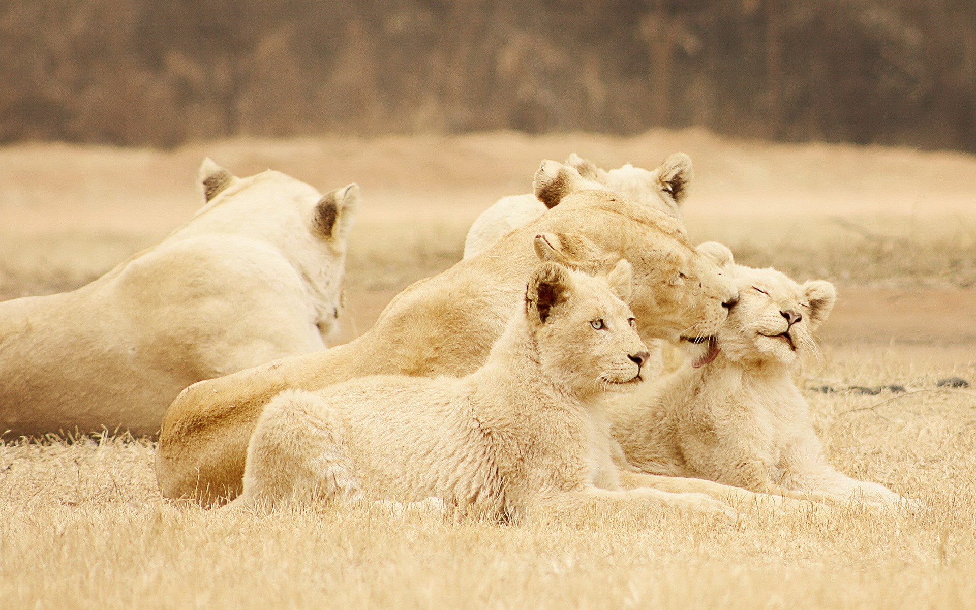 A pride of white lions resting in dry grass HD Wallpaper