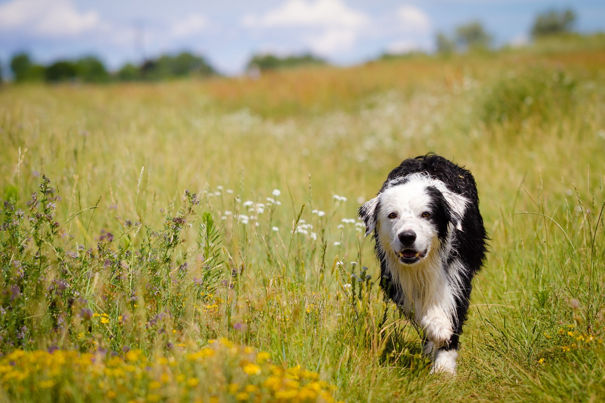 Border Collie dog running through a grassy field HD Wallpaper