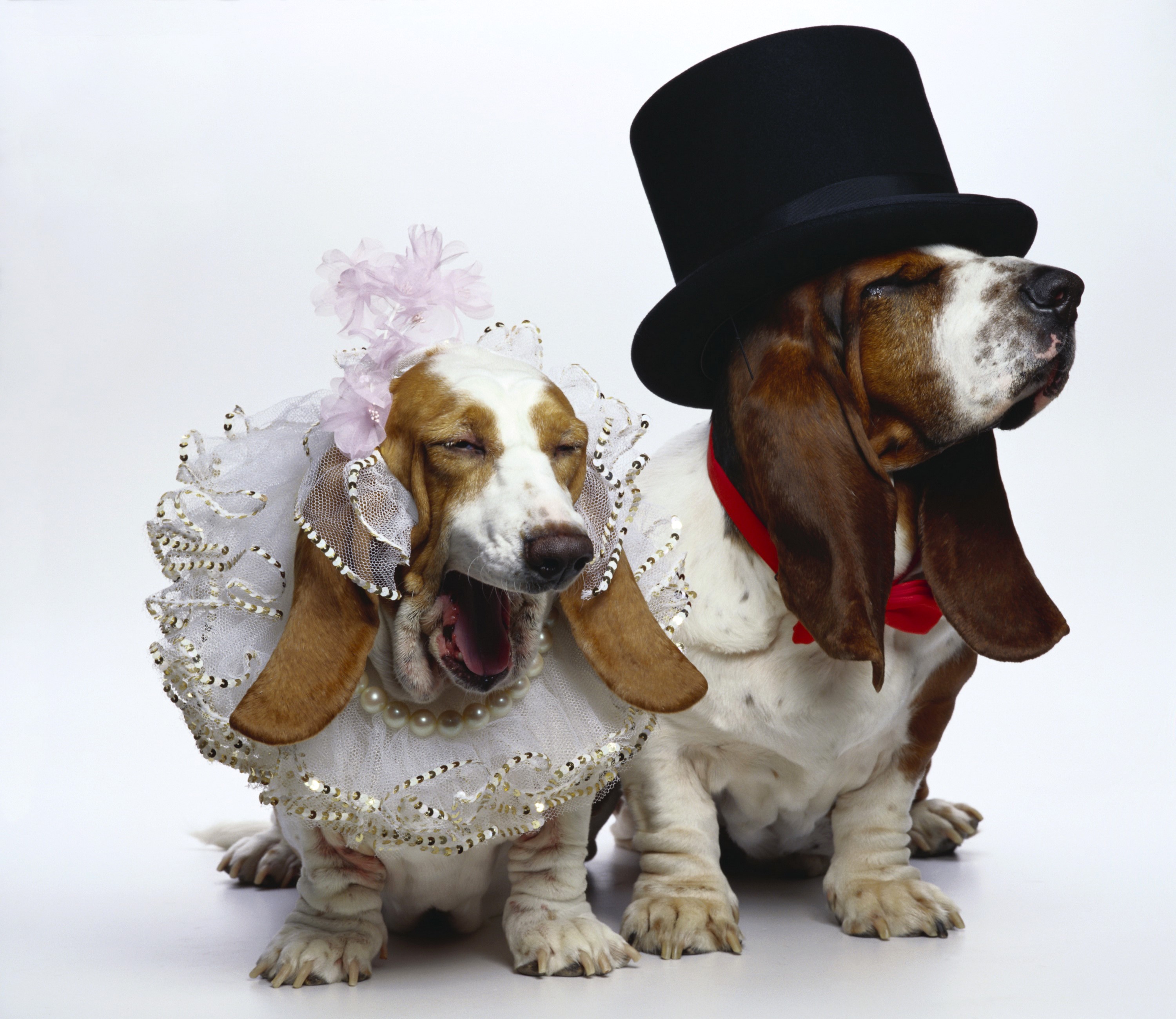 Two Basset Hounds dressed for a wedding HD Wallpaper