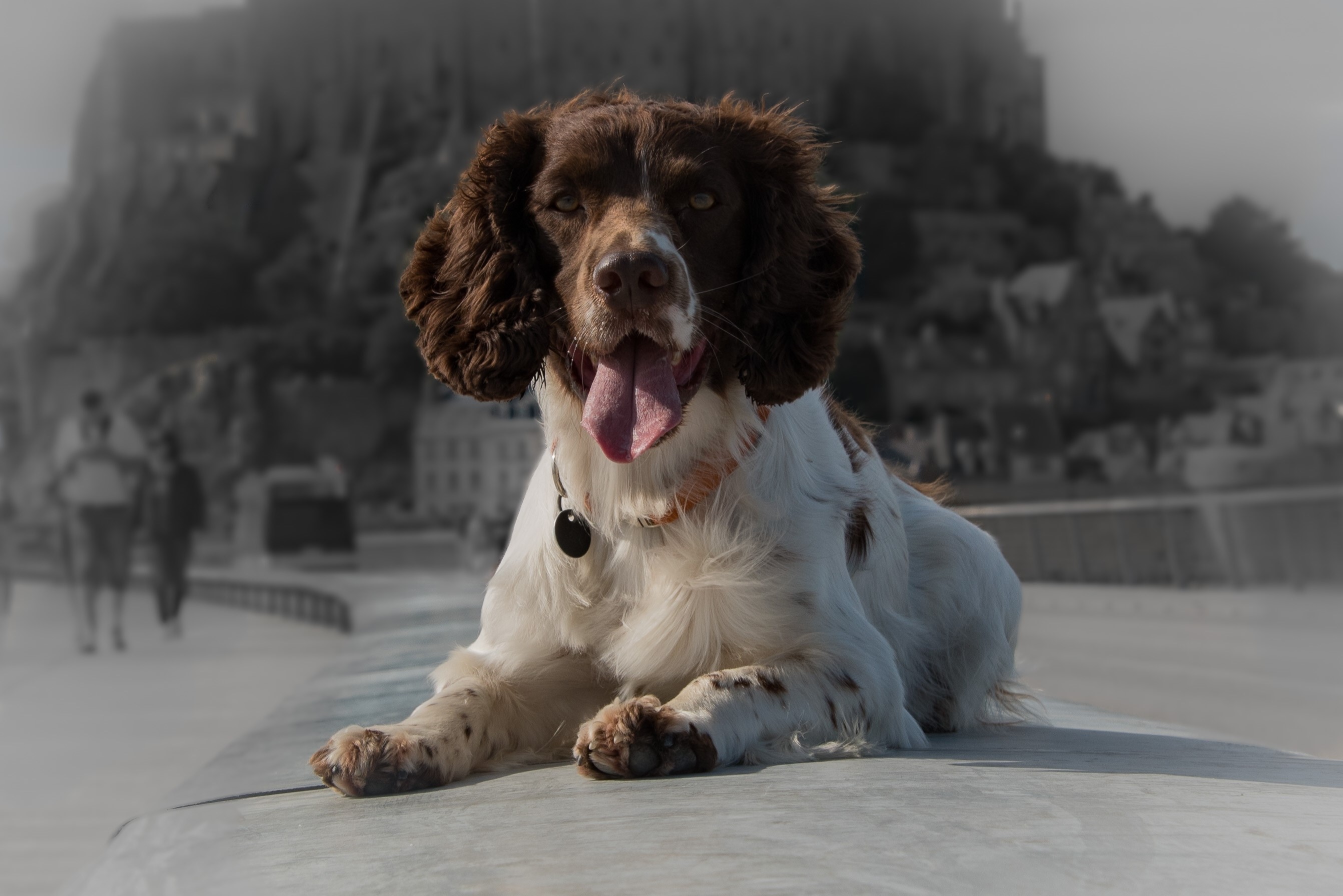 English Springer Spaniel dog lying down HD Wallpaper