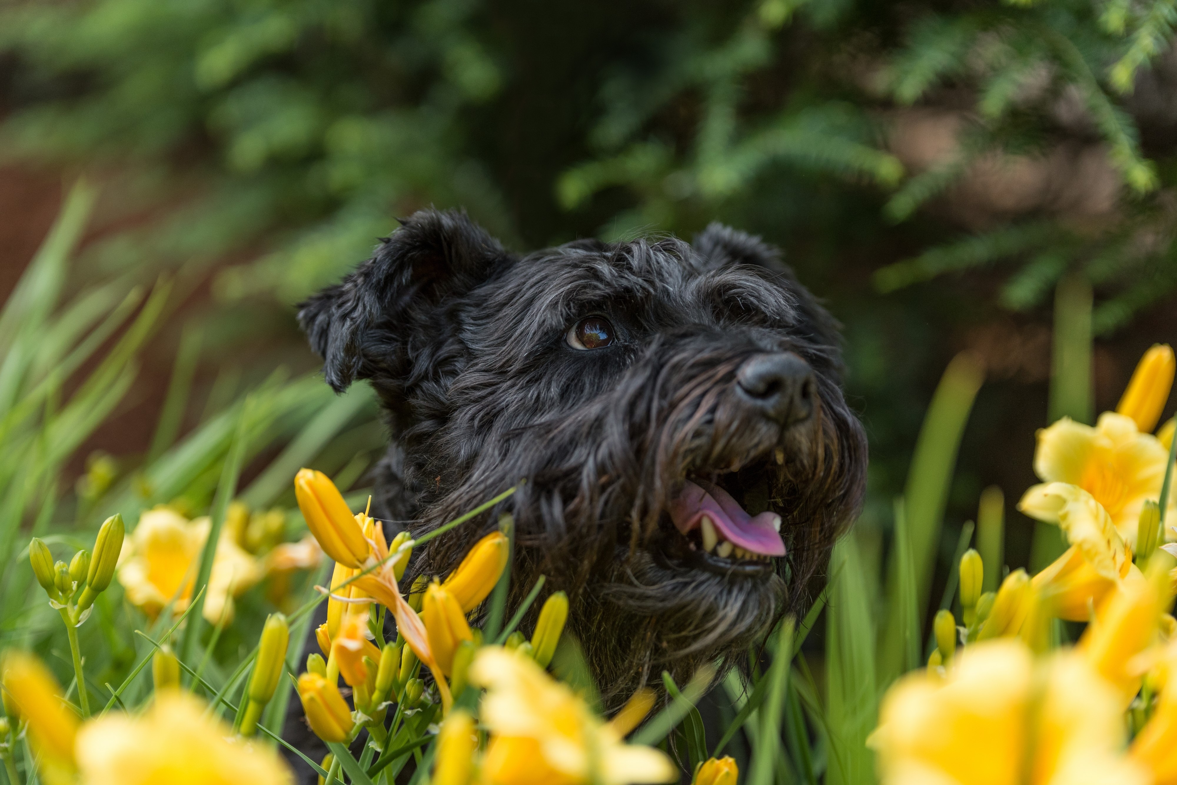 Black Schnauzer Dog in Yellow Lilies HD Wallpaper