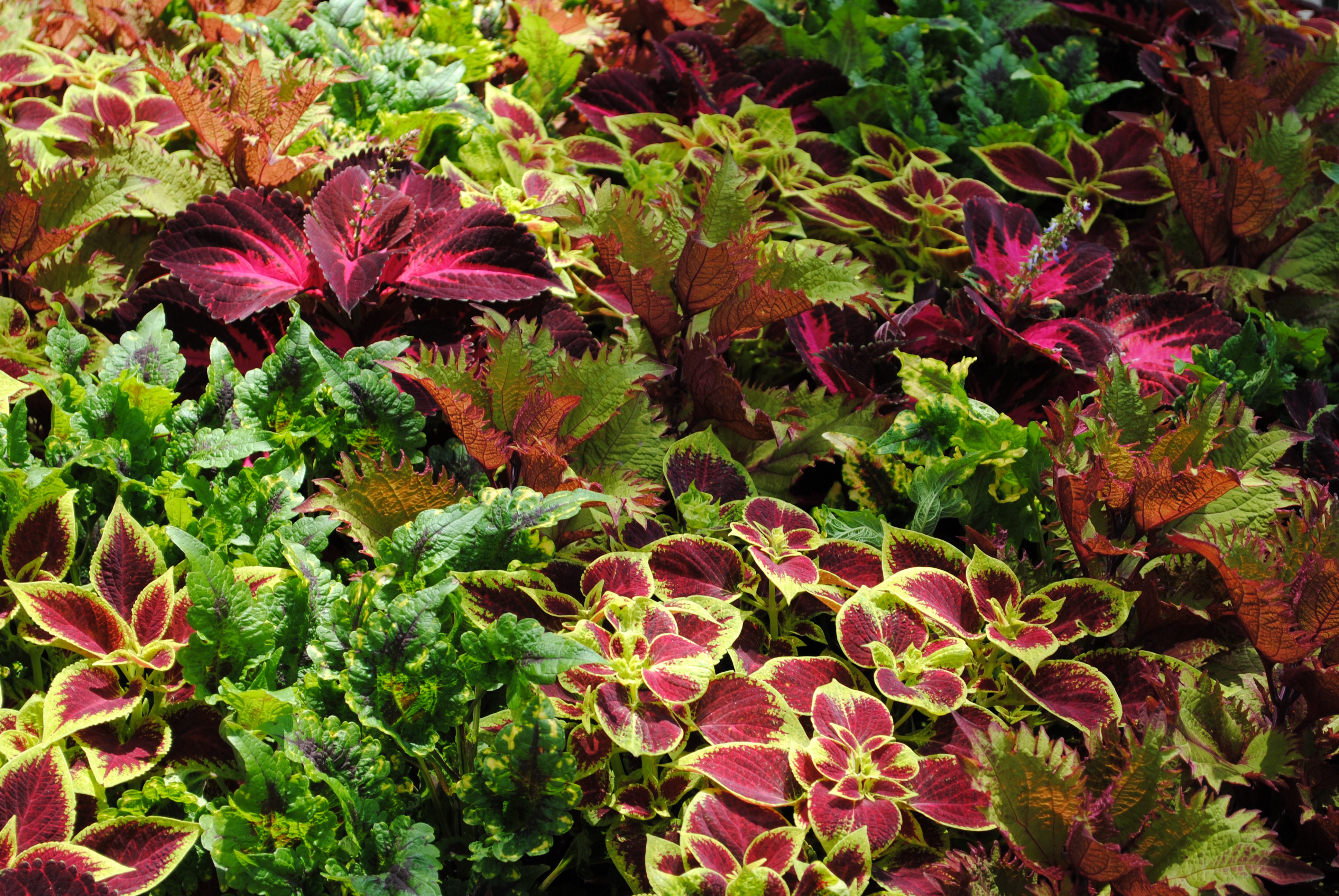 4K Coleus Foliage Closeup HD Wallpaper