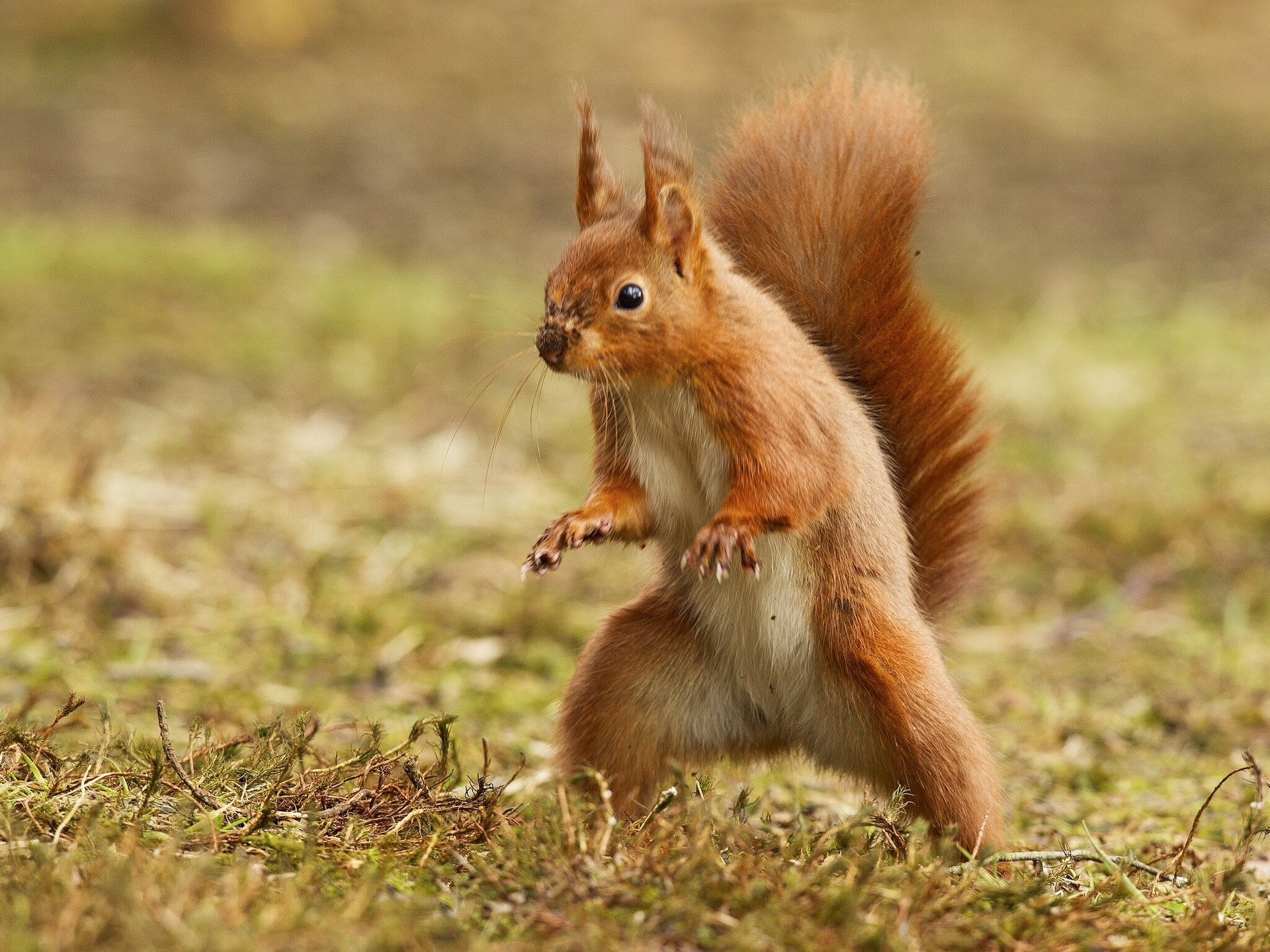 Red squirrel standing on grassy ground HD Wallpaper