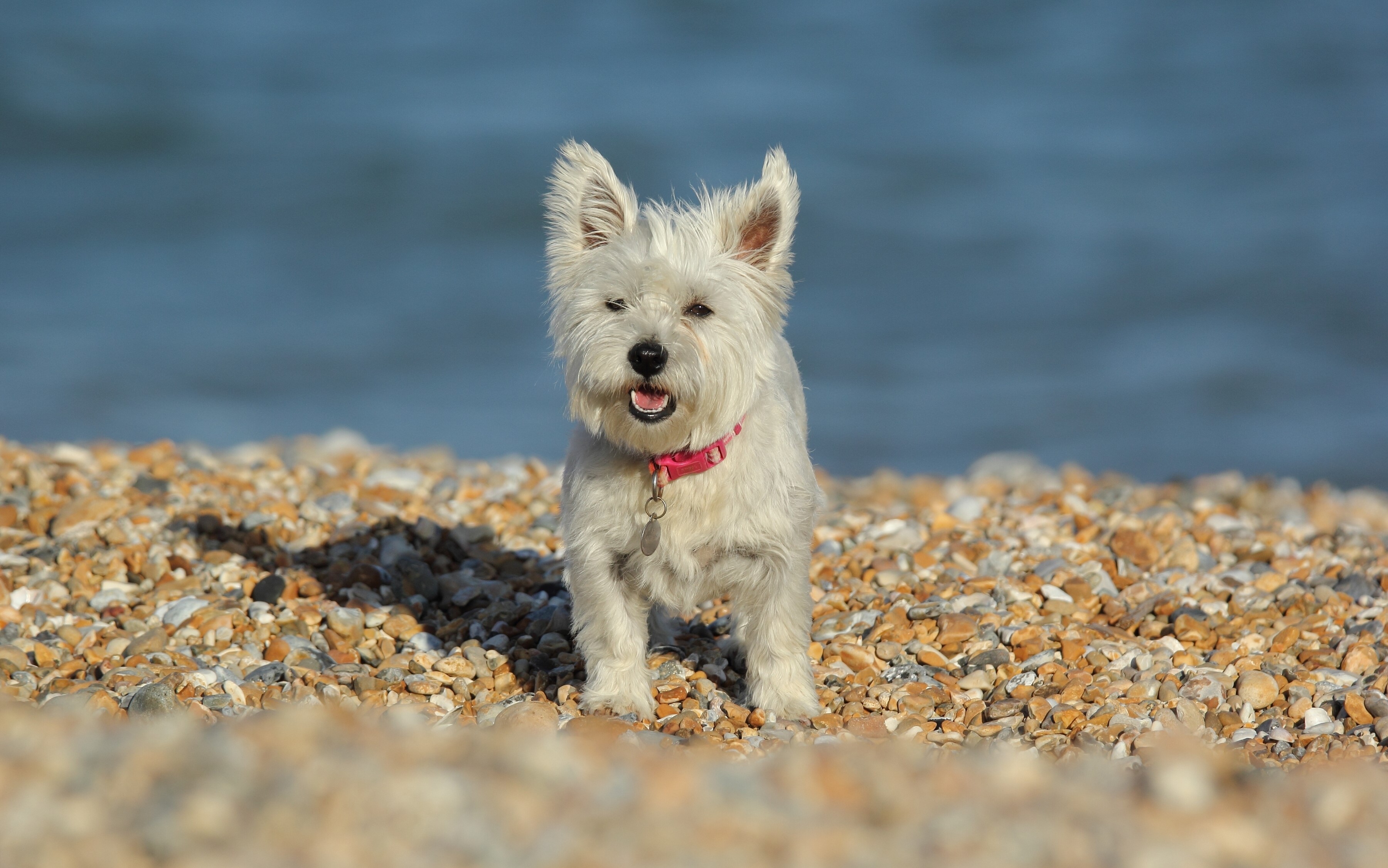 West Highland White Terrier on a pebble beach HD Wallpaper