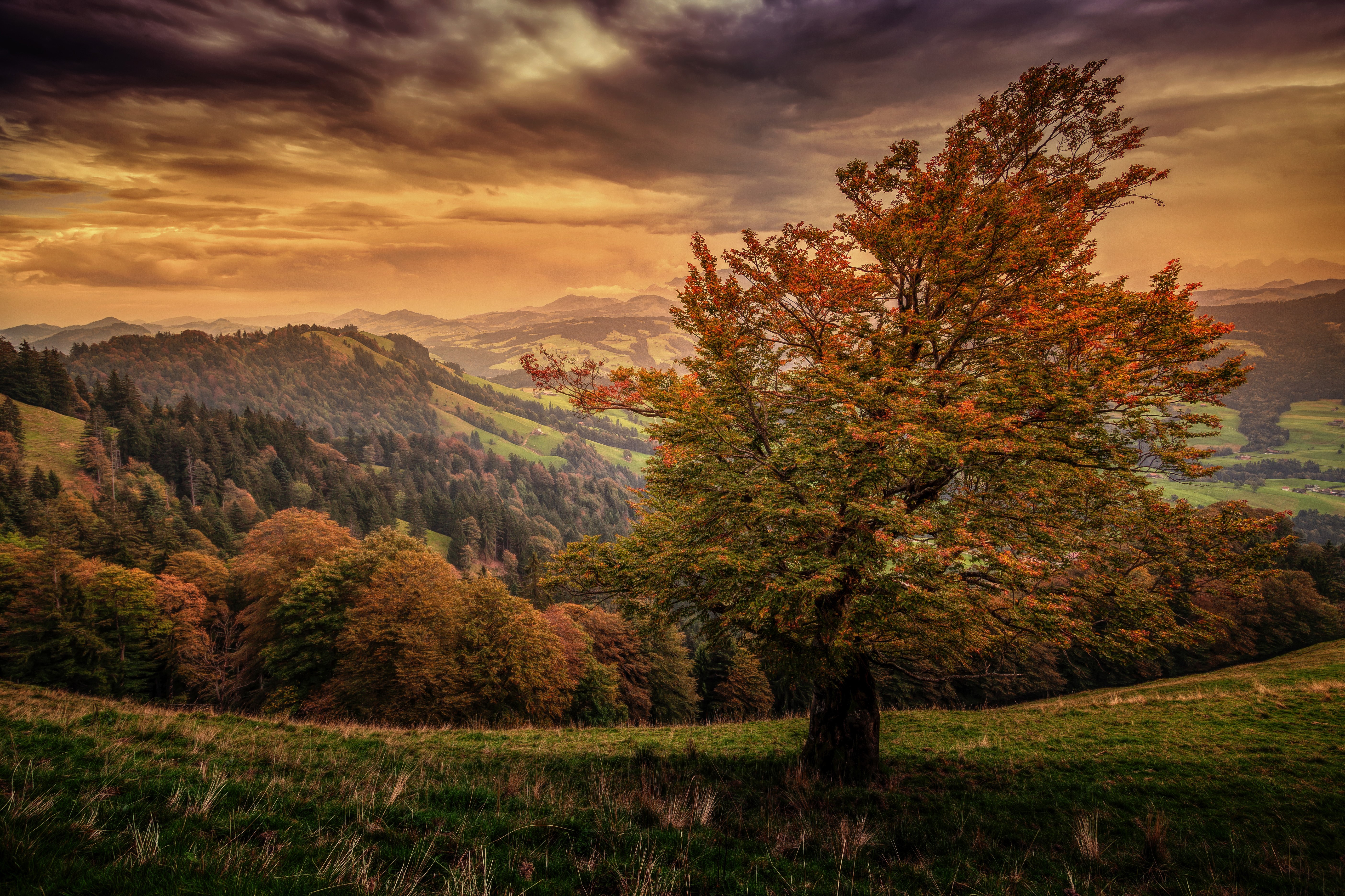Autumn mountain landscape with tree HD Wallpaper