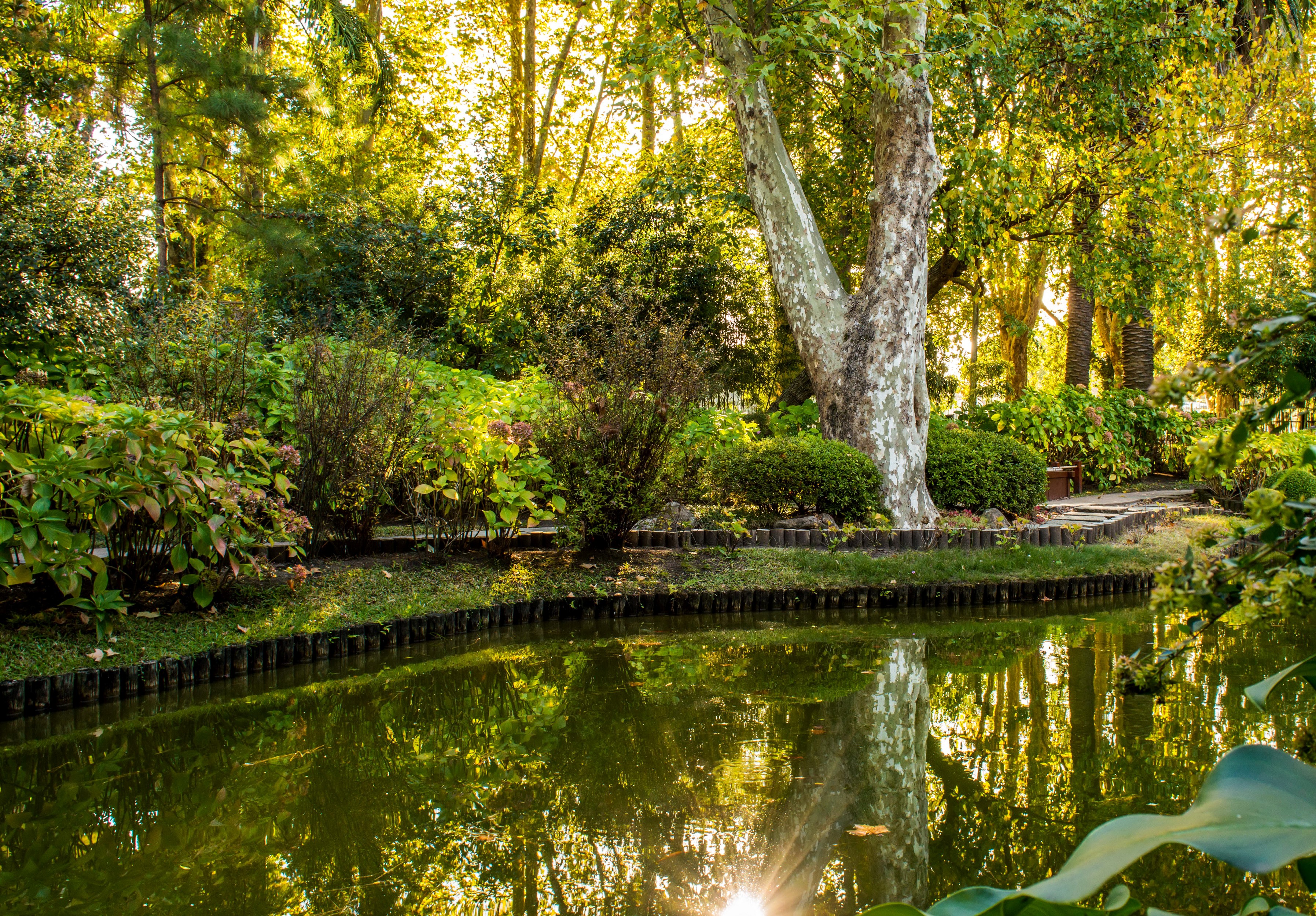Park pond with trees and shrubs in Uruguay HD Wallpaper