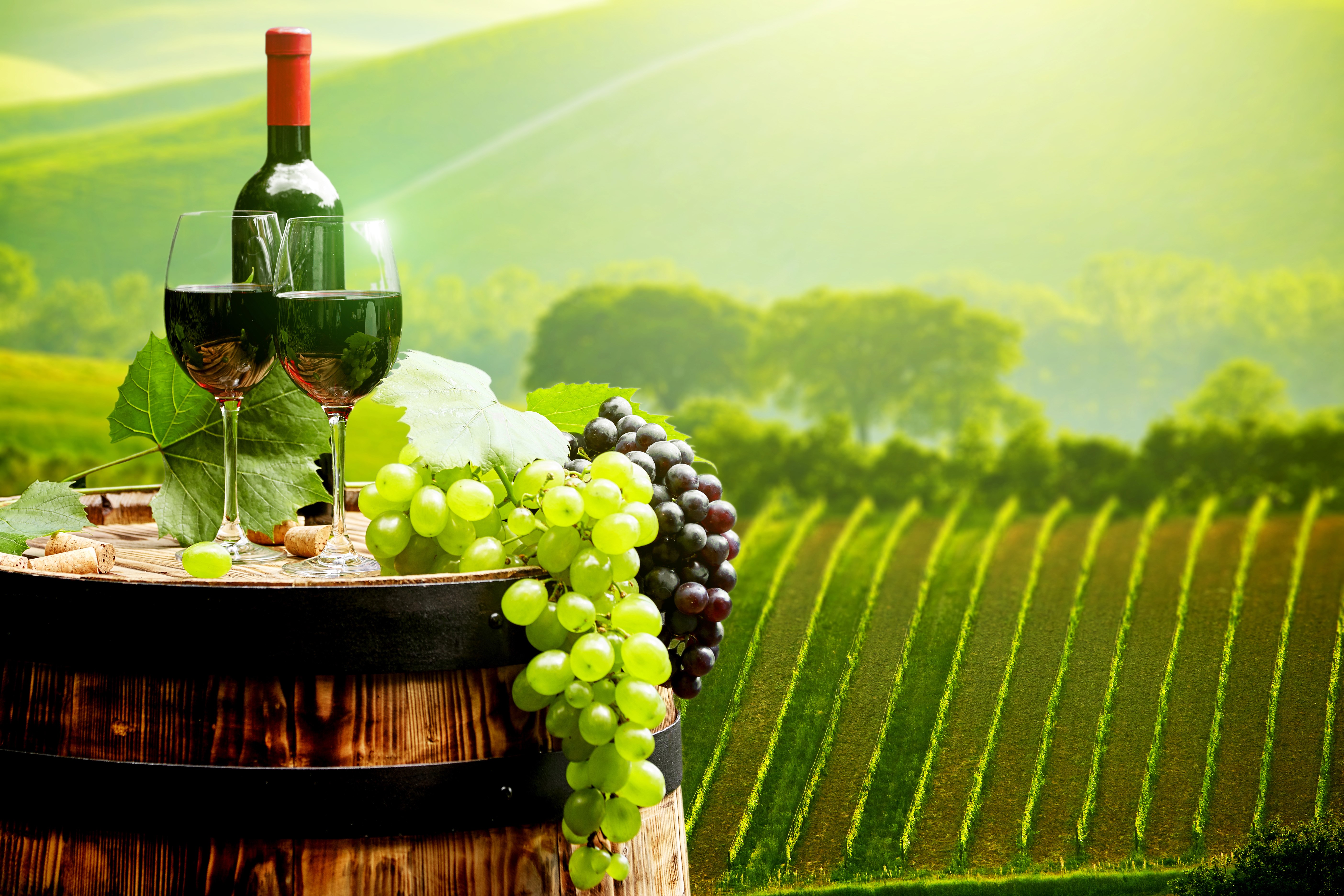 Wine bottle and glasses with grapes on barrel in vineyard HD Wallpaper