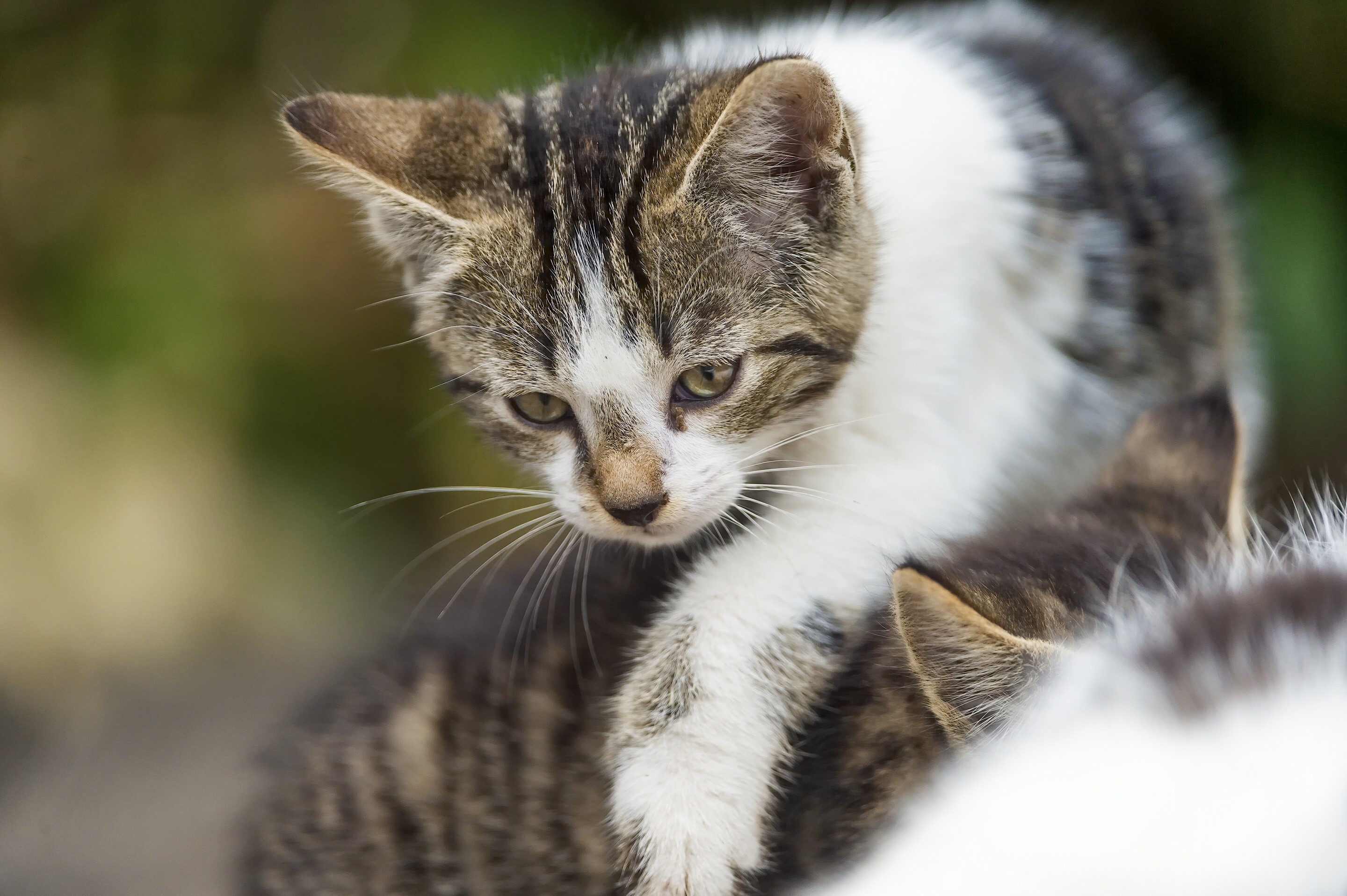 Kitten with tabby and white fur HD Wallpaper