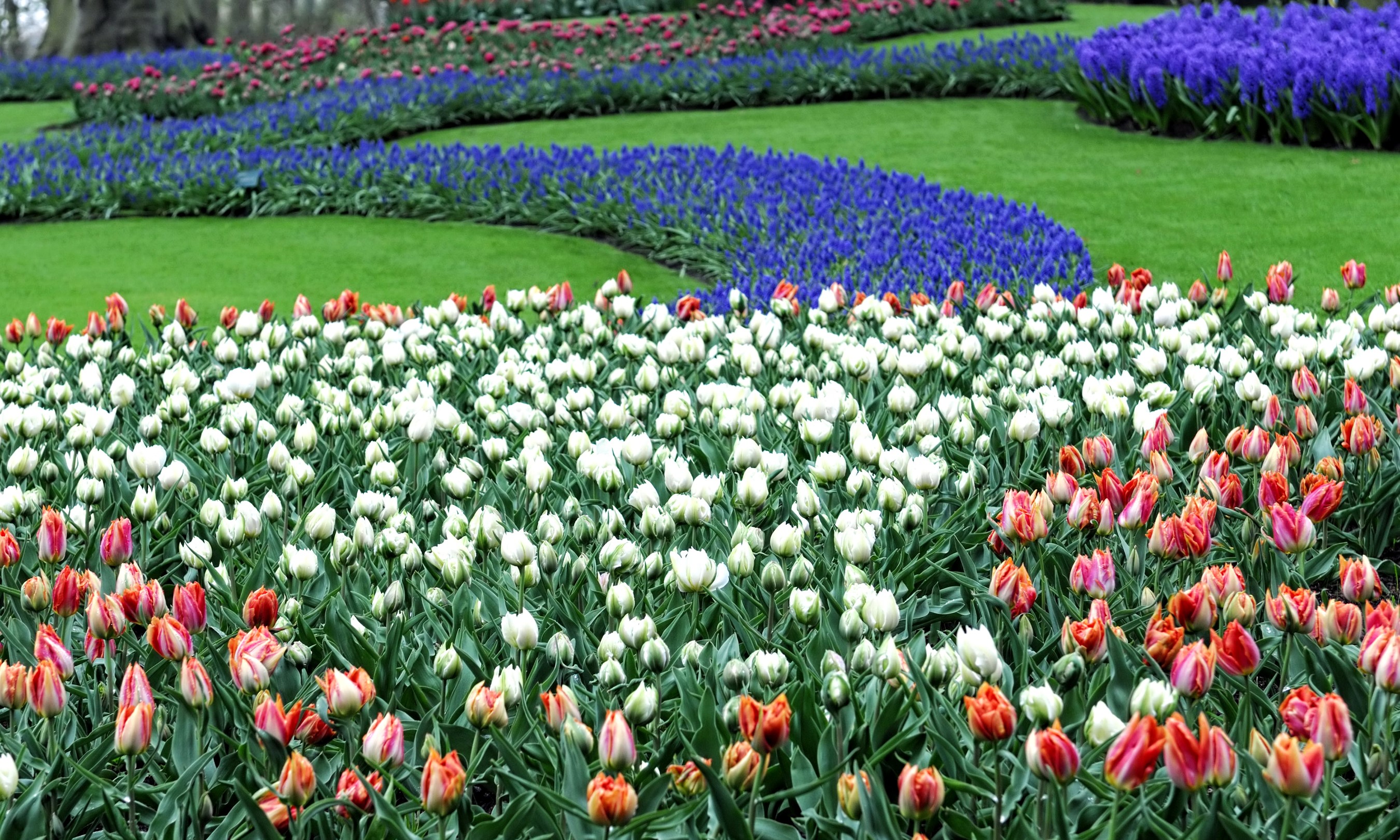 Field of Tulips and Hyacinths HD Wallpaper