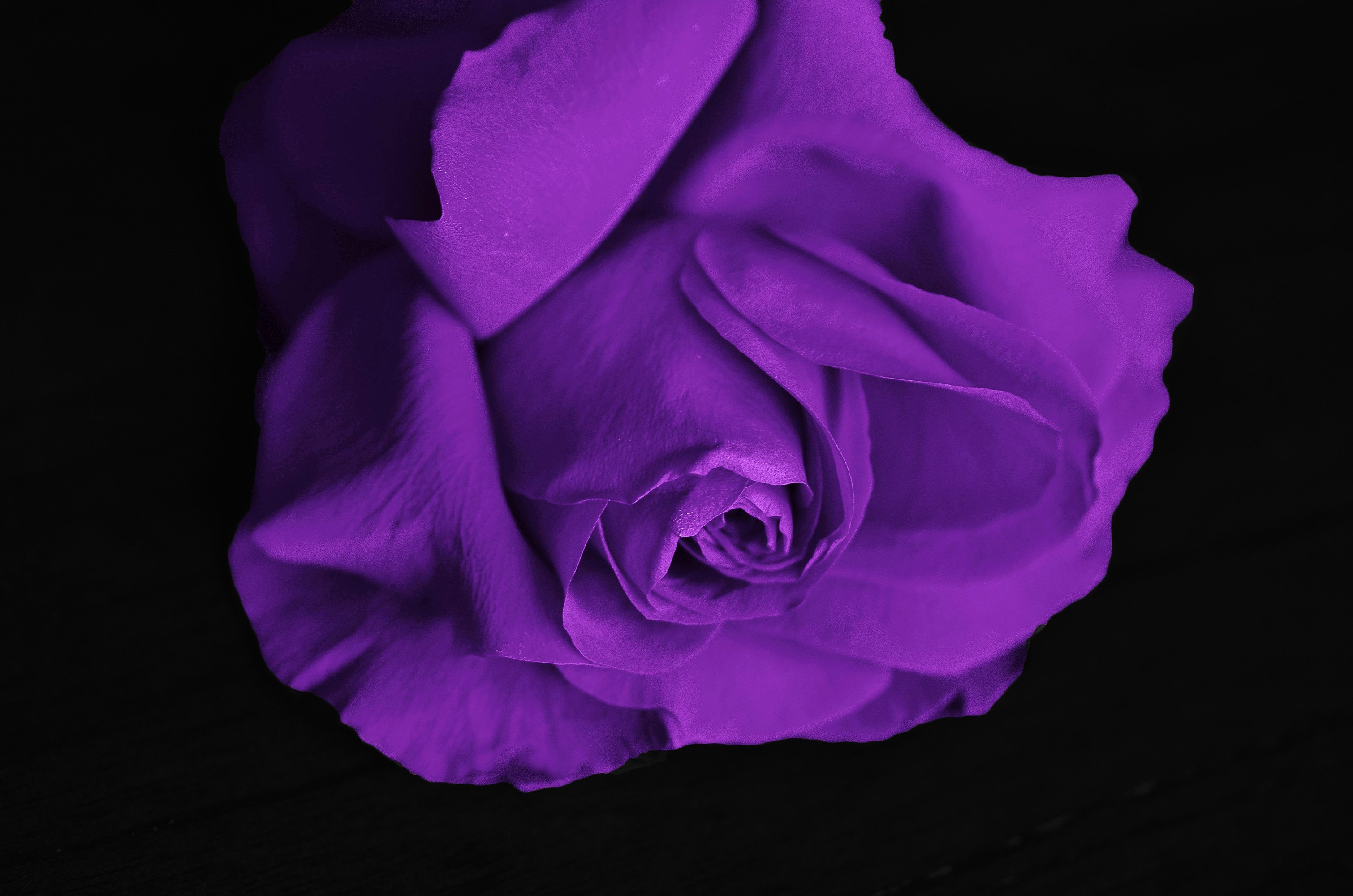 Purple rose close-up on black background HD Wallpaper