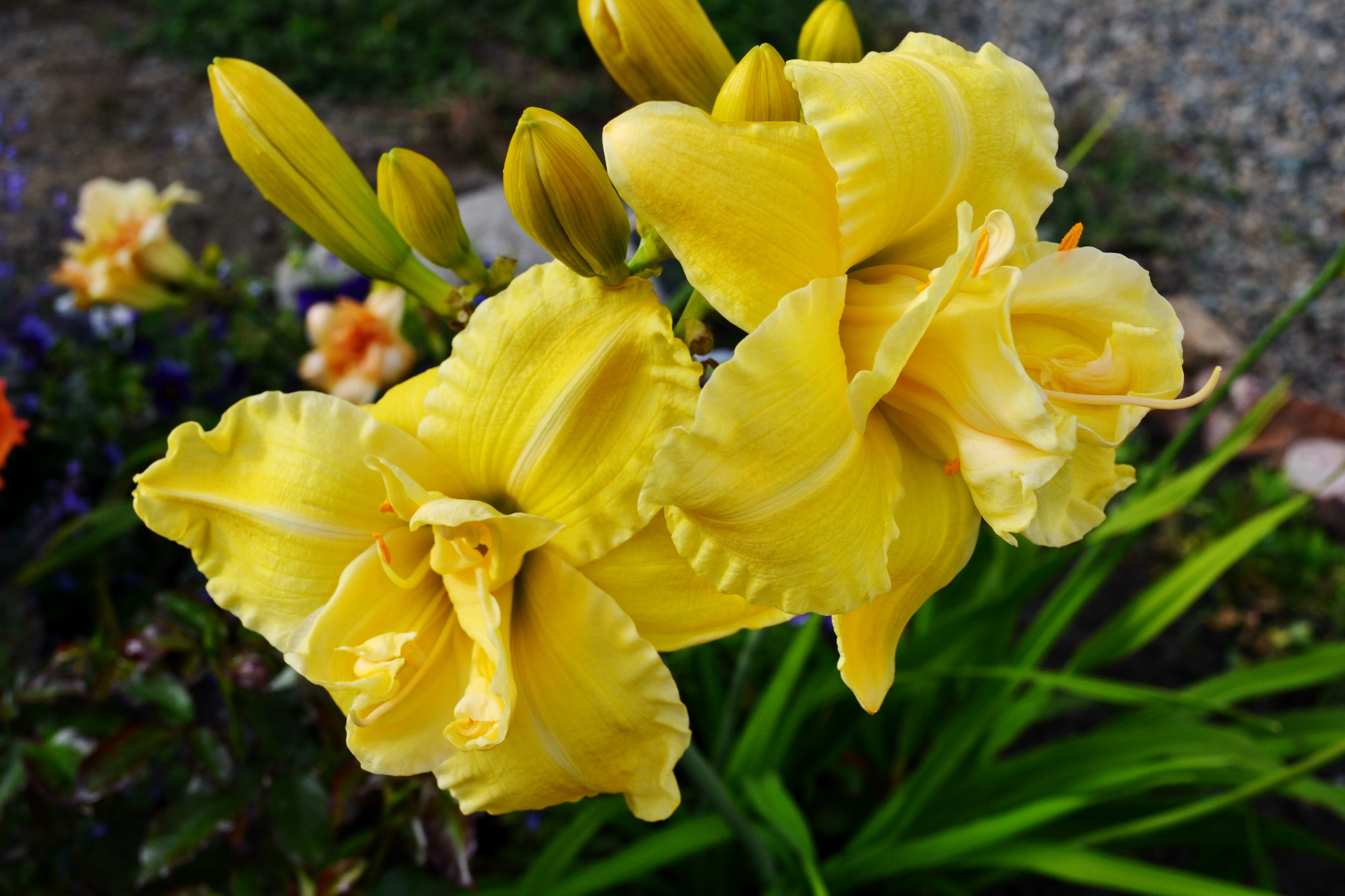 Two Yellow Daylilies and Buds HD Wallpaper