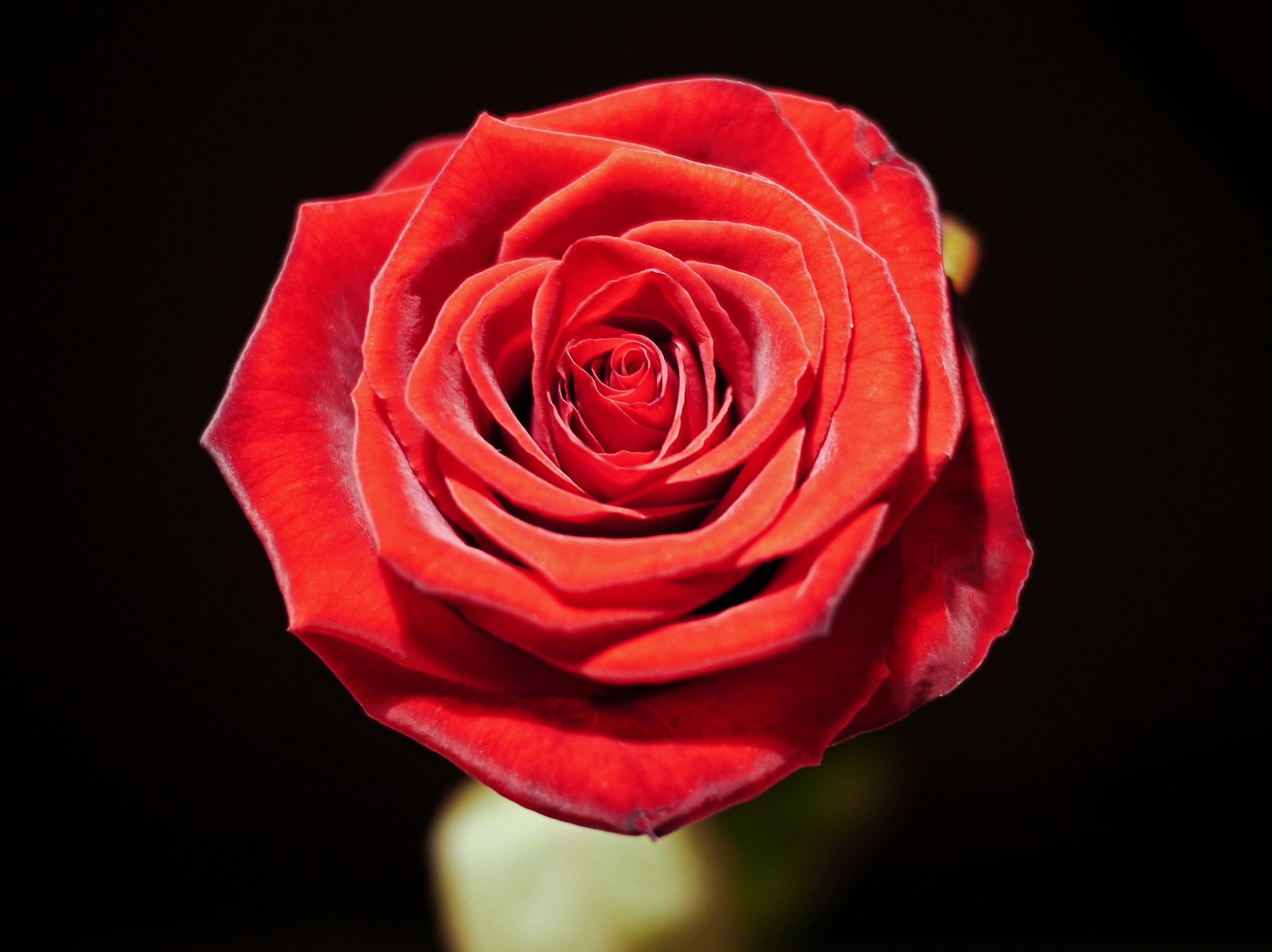 Red rose against a black background HD Wallpaper