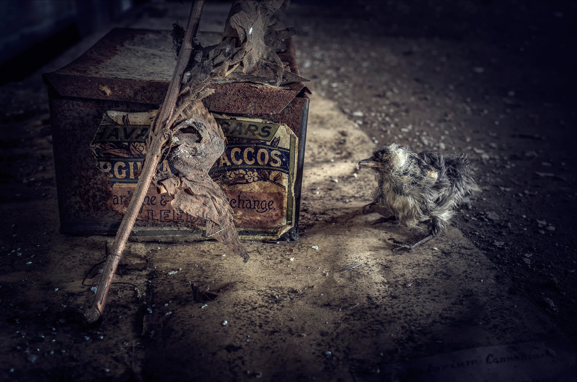 A baby bird next to an old tobacco box HD Wallpaper