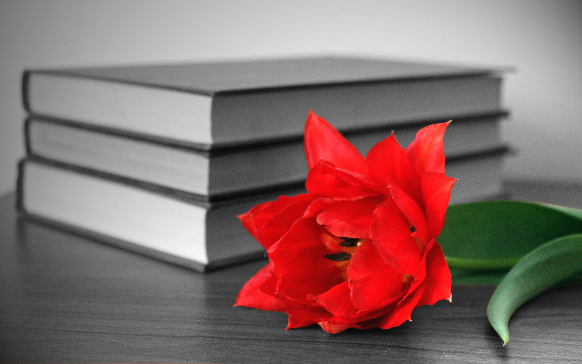 Red tulip and stack of books HD Wallpaper