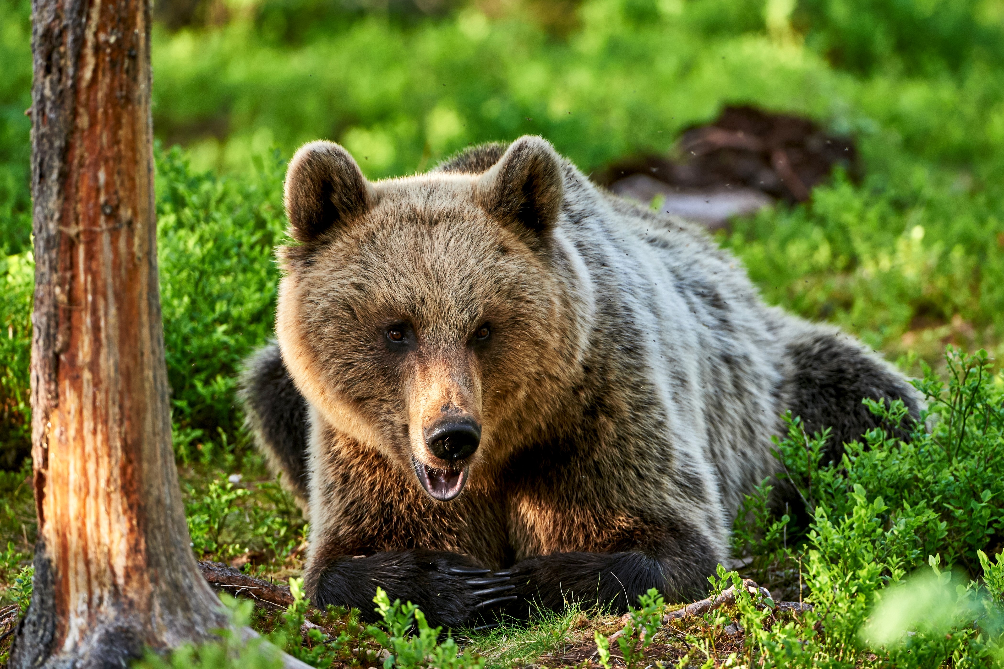 Brown Bear Lying in Green Forest HD Wallpaper