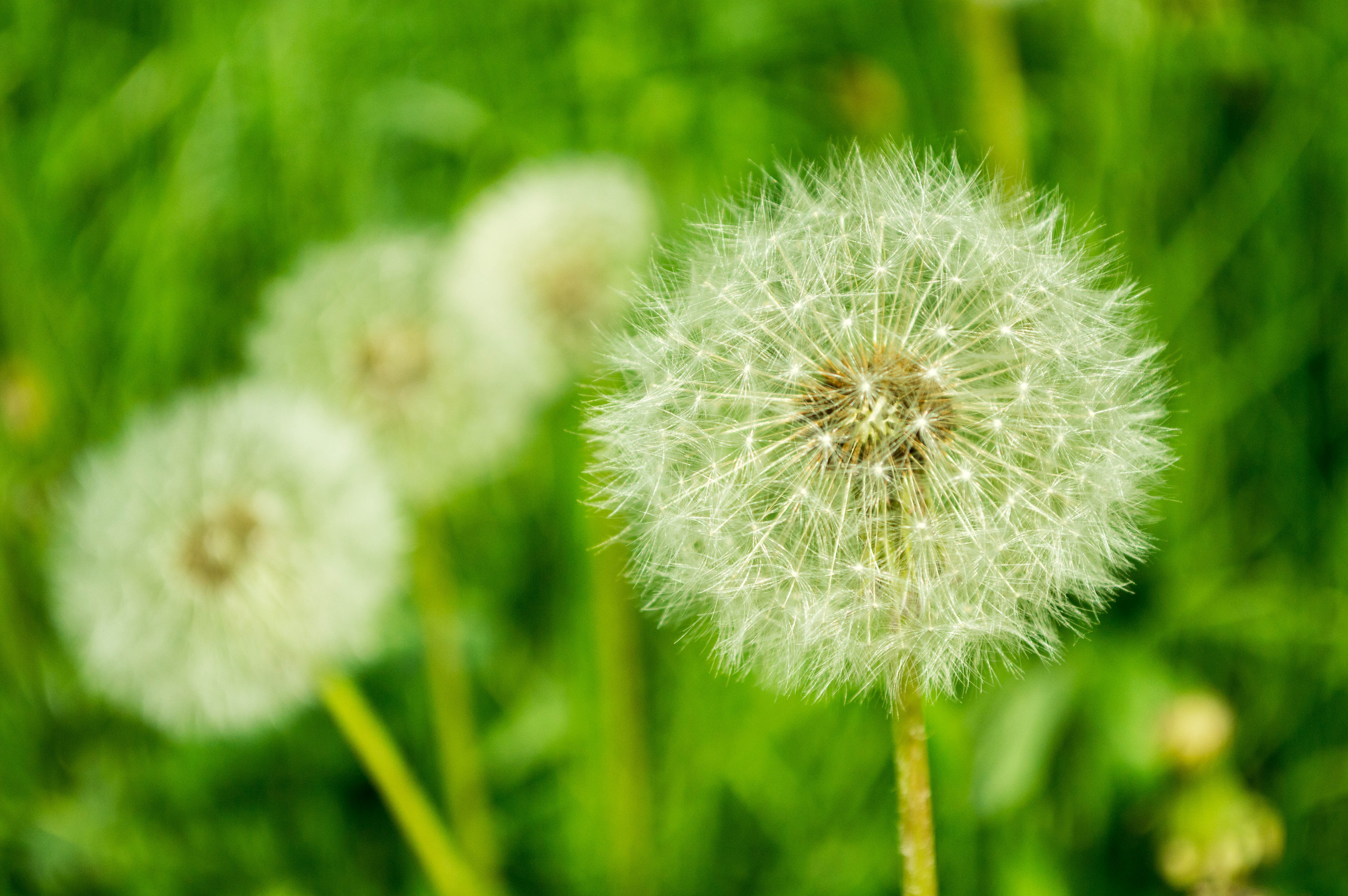 Dandelions in a Field HD Wallpaper