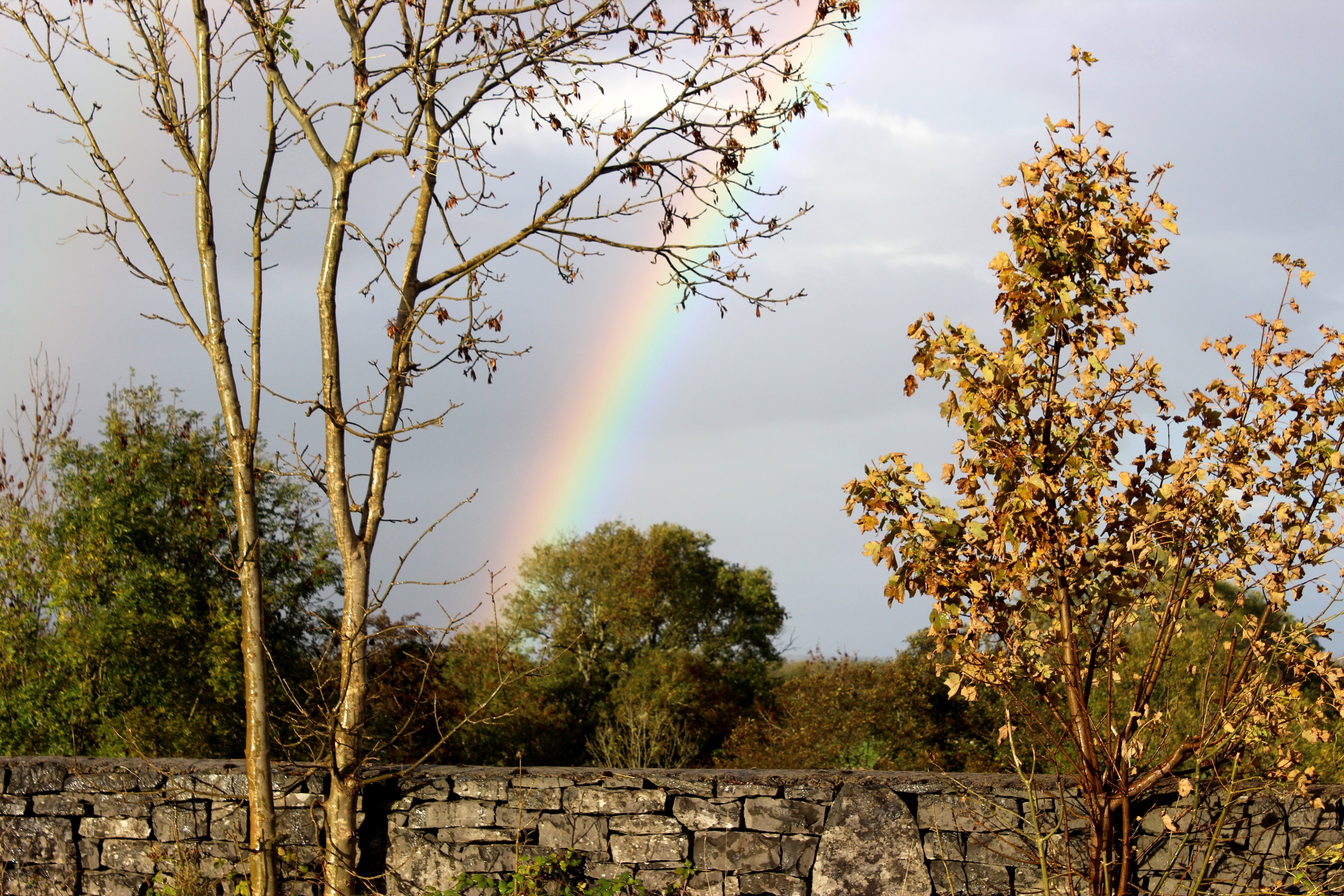 Rainbow over trees and stone wall HD Wallpaper