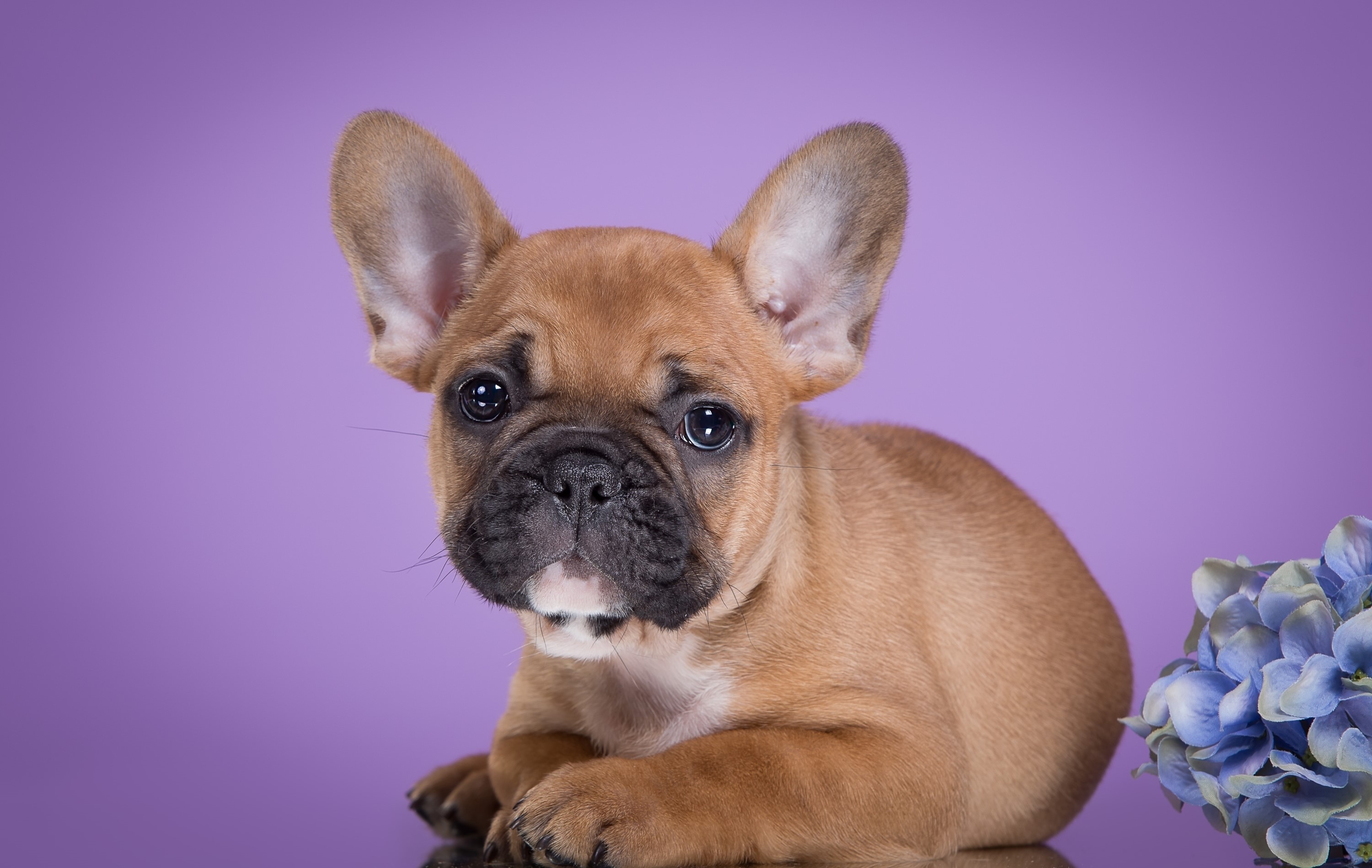 French Bulldog puppy with blue flowers HD Wallpaper