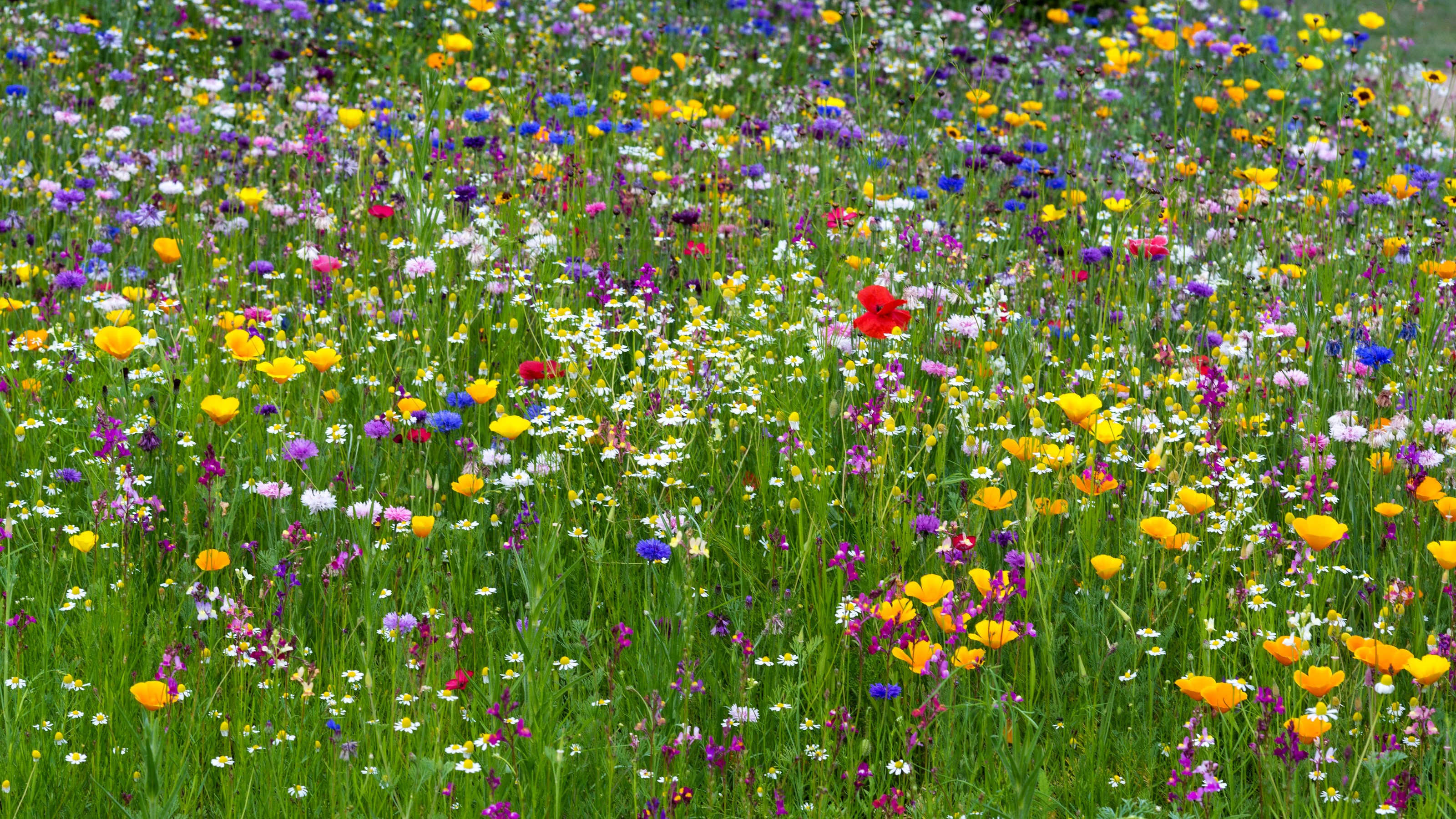 Colorful Wildflower Meadow with Vibrant Blooms HD Wallpaper