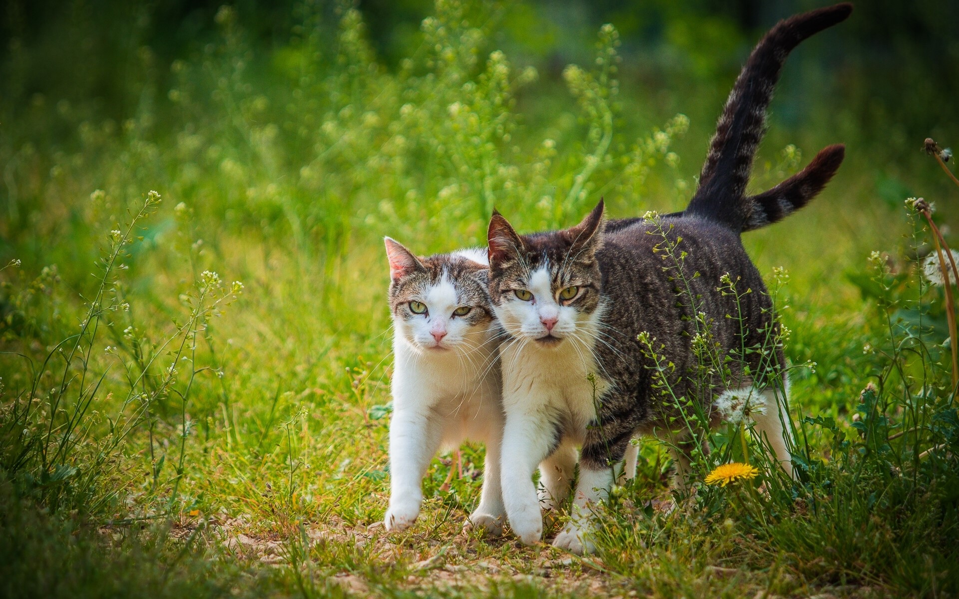 Two cats in green grass HD Wallpaper