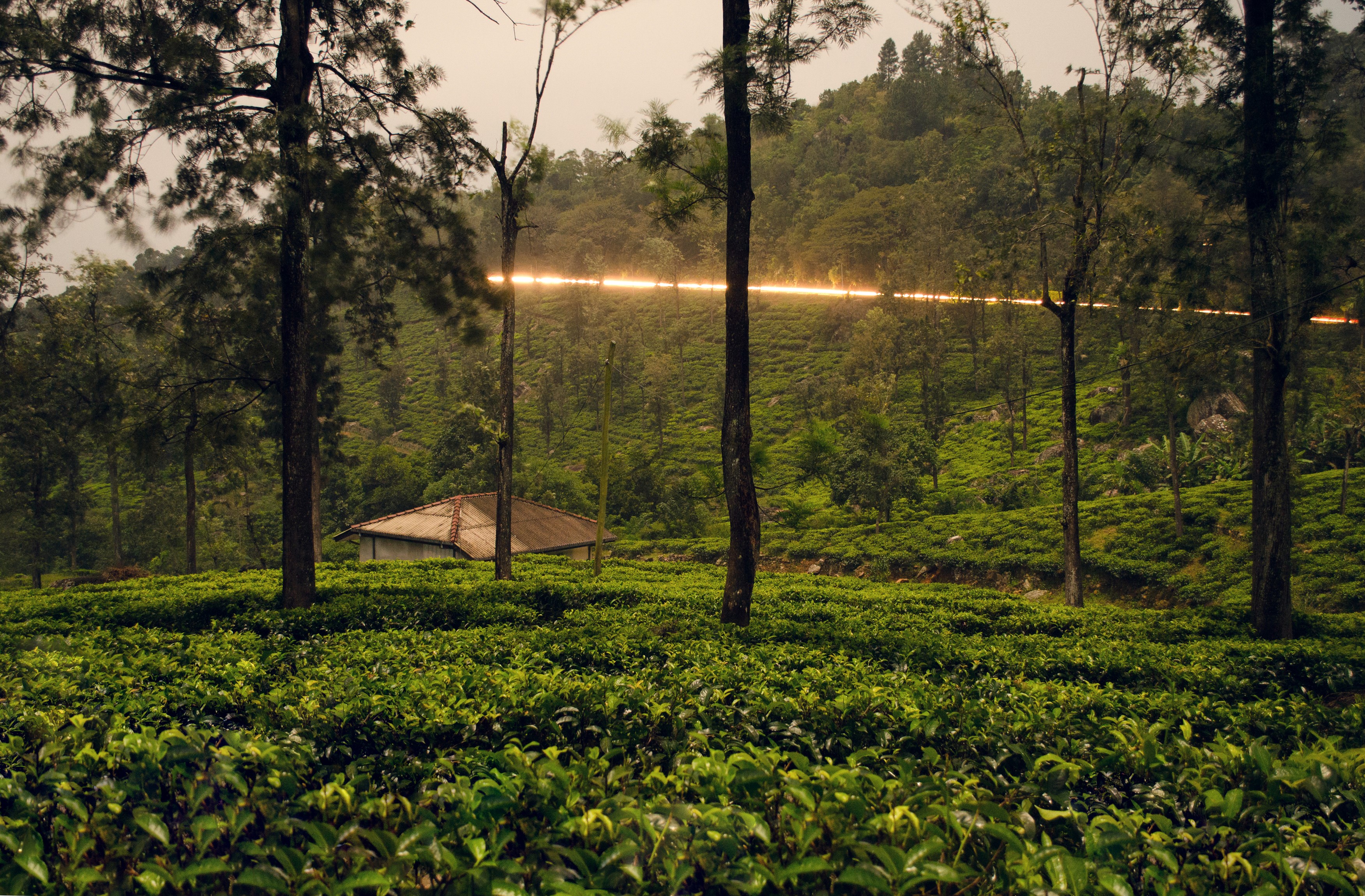 Tea plantation with a house and trees HD Wallpaper