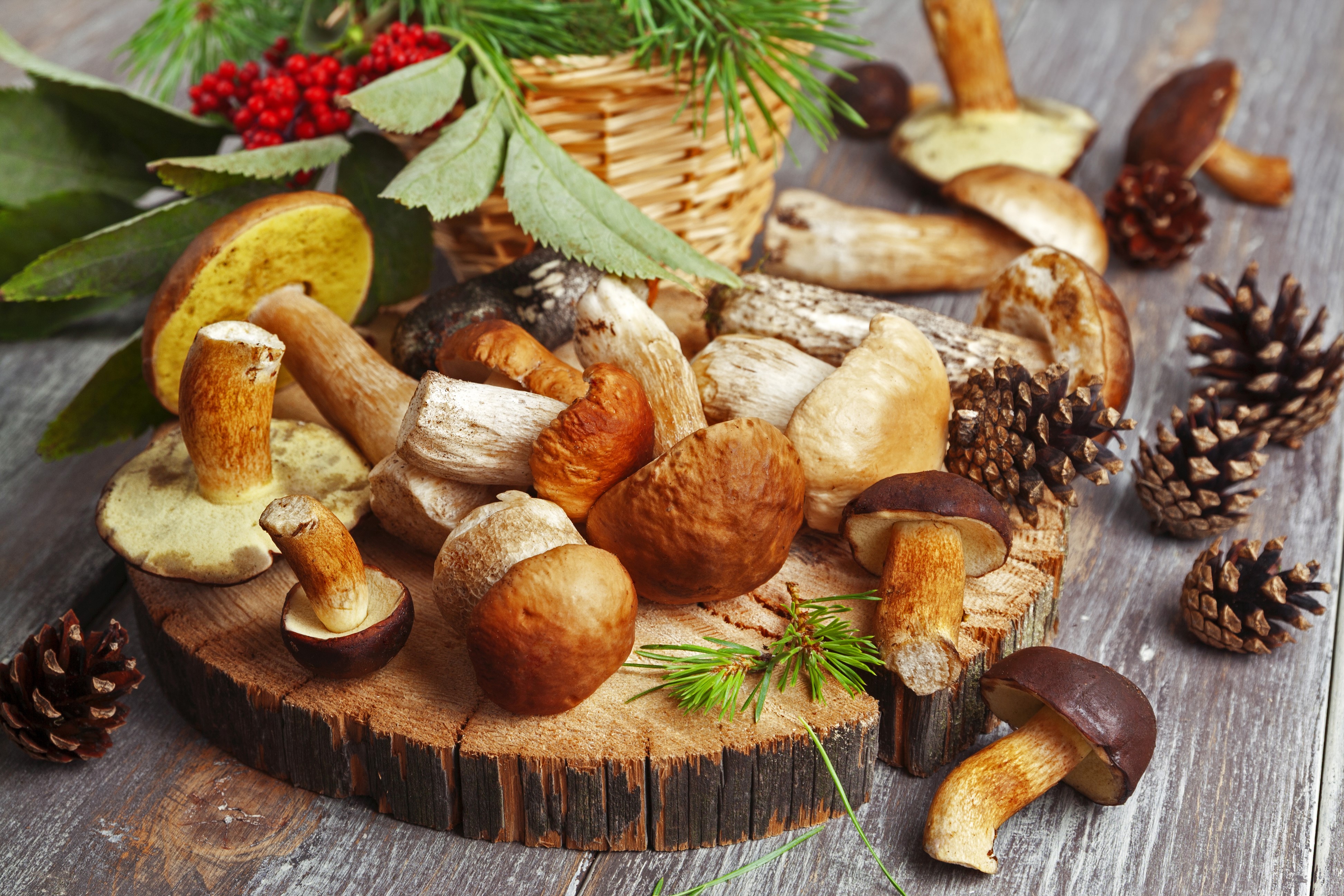 Mushrooms and Pine Cones on Wooden Surface HD Wallpaper
