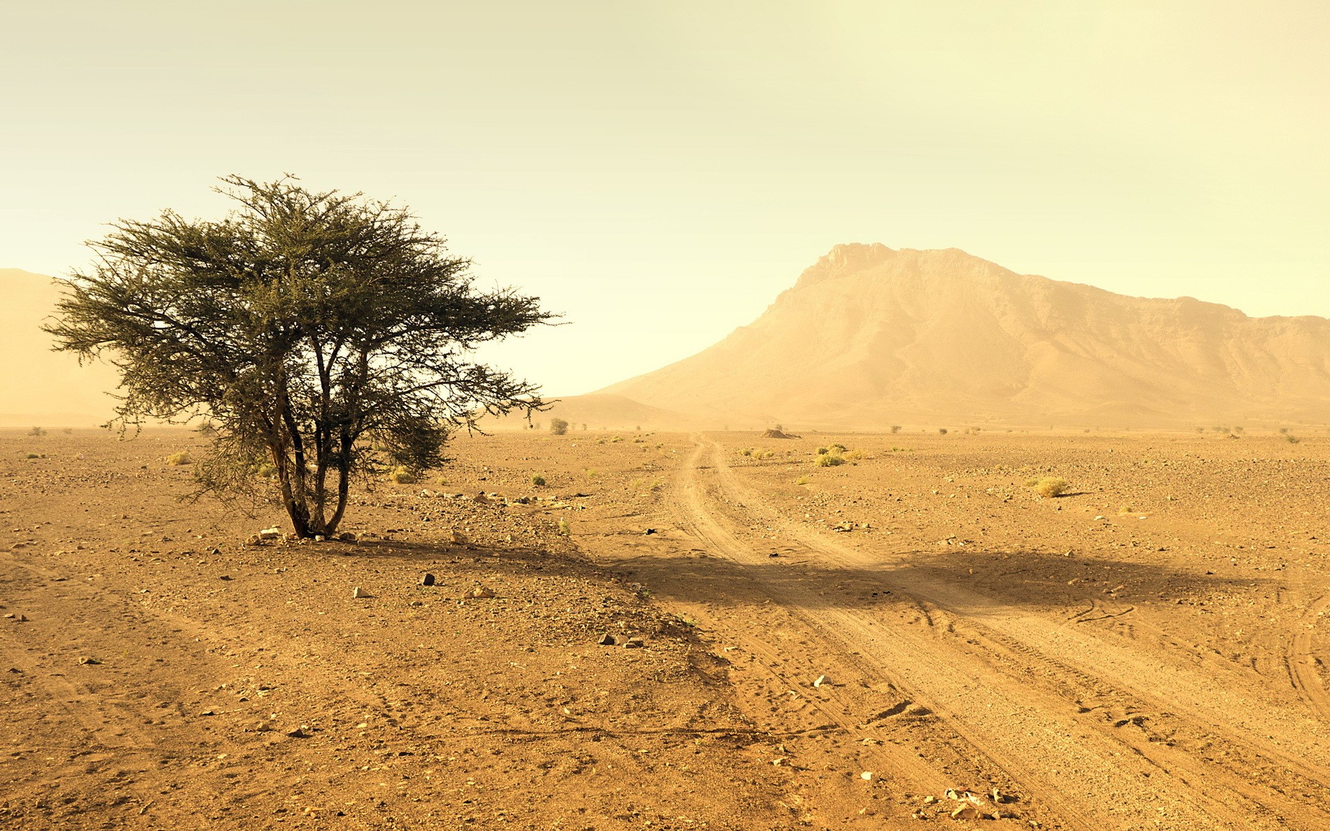 Desert landscape with acacia tree and mountain HD Wallpaper