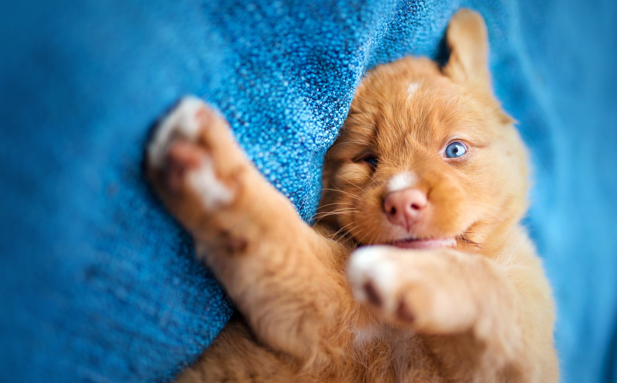 Puppy with blue eyes on a blue blanket HD Wallpaper