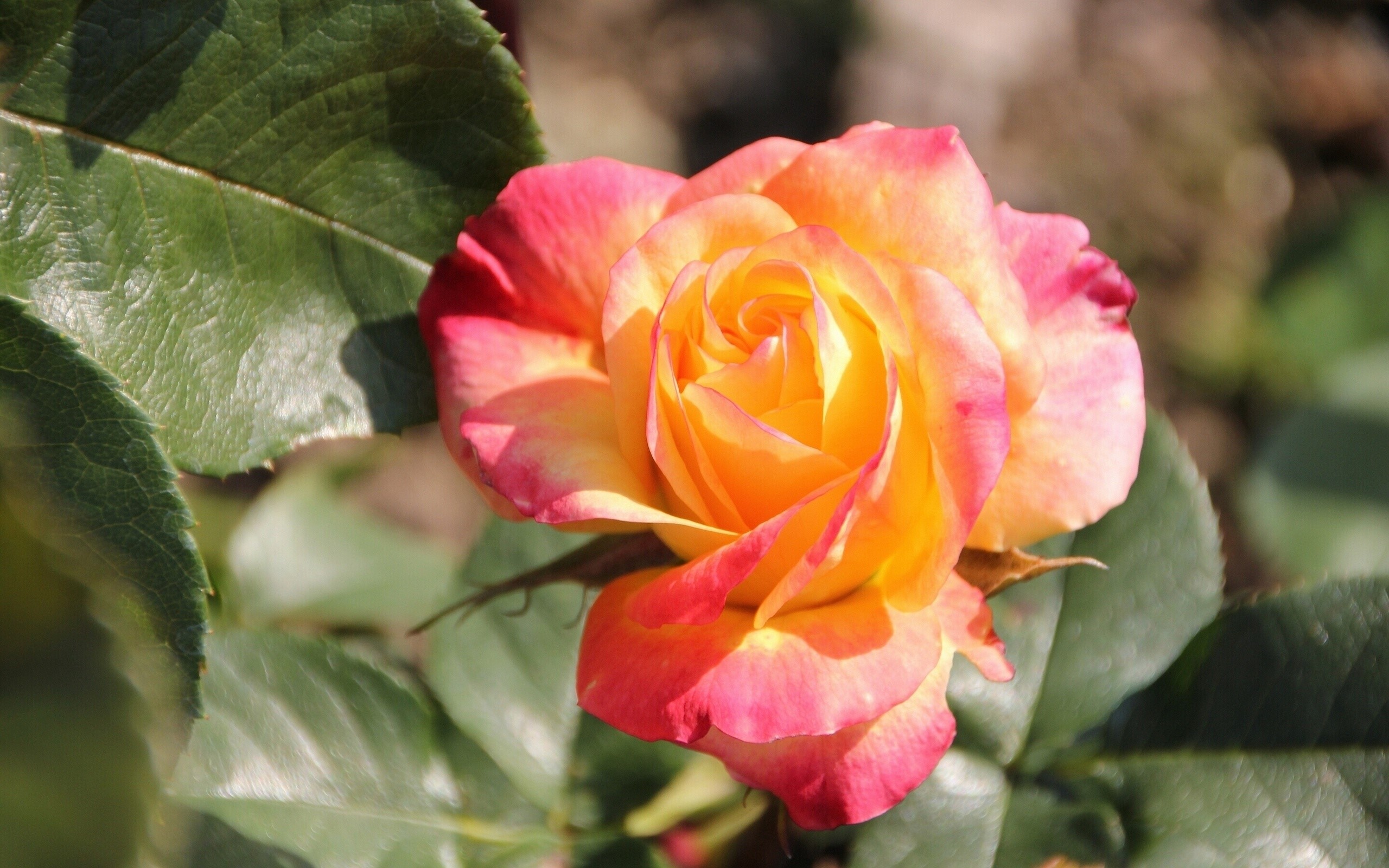Close-up of a bi-colored rose with yellow and pink petals HD Wallpaper