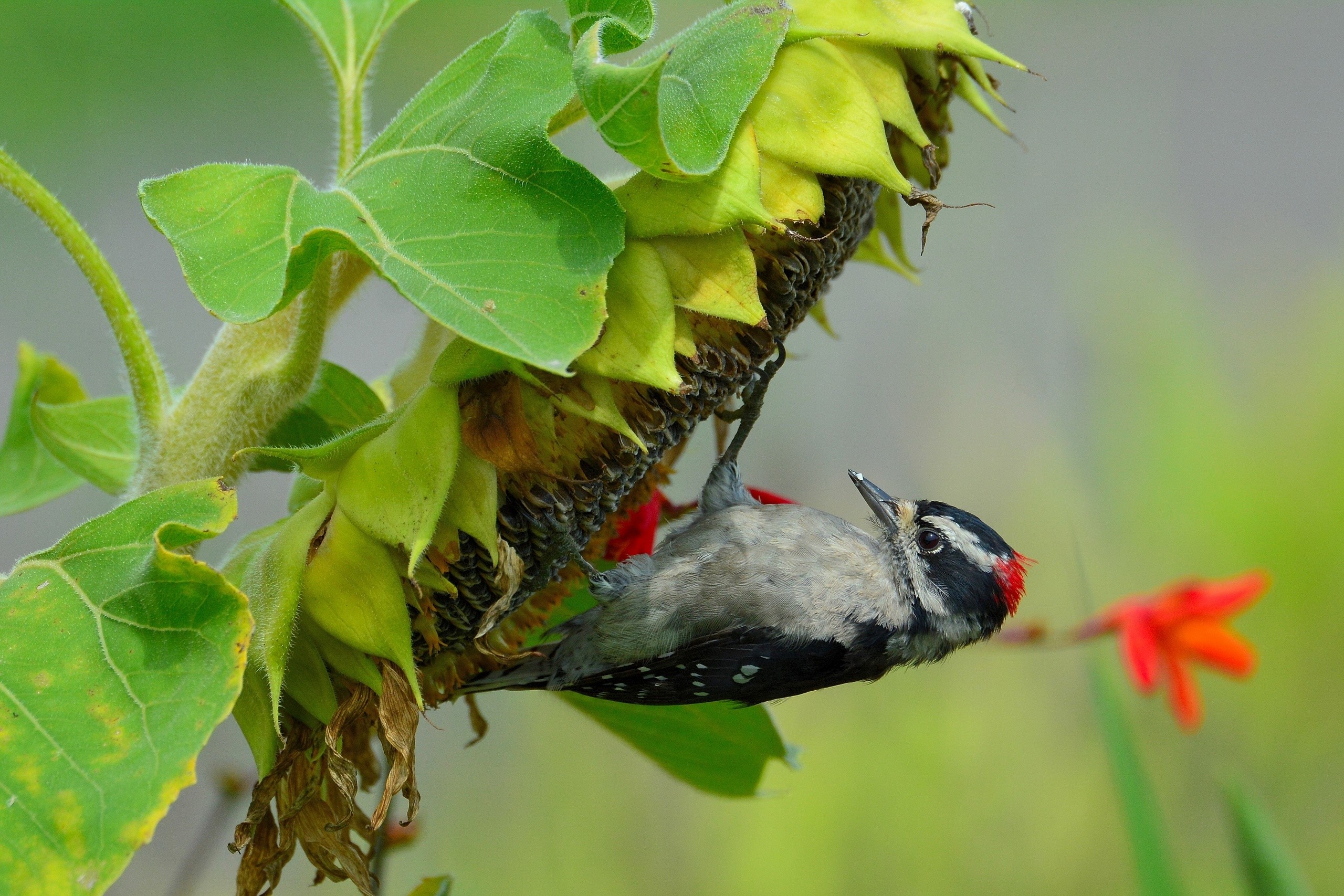 Downy Woodpecker on Sunflower HD Wallpaper