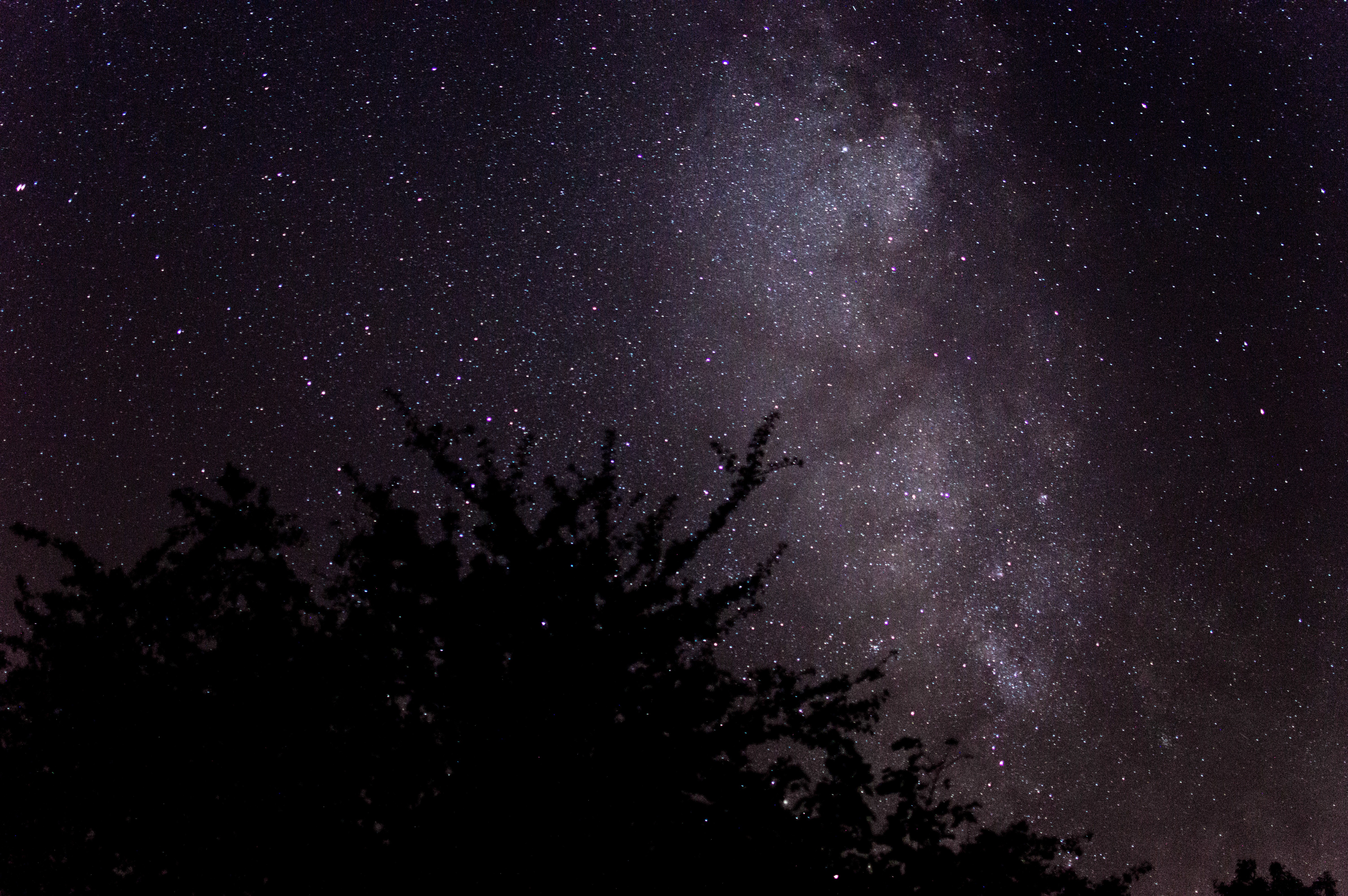 Night sky with Milky Way and trees HD Wallpaper