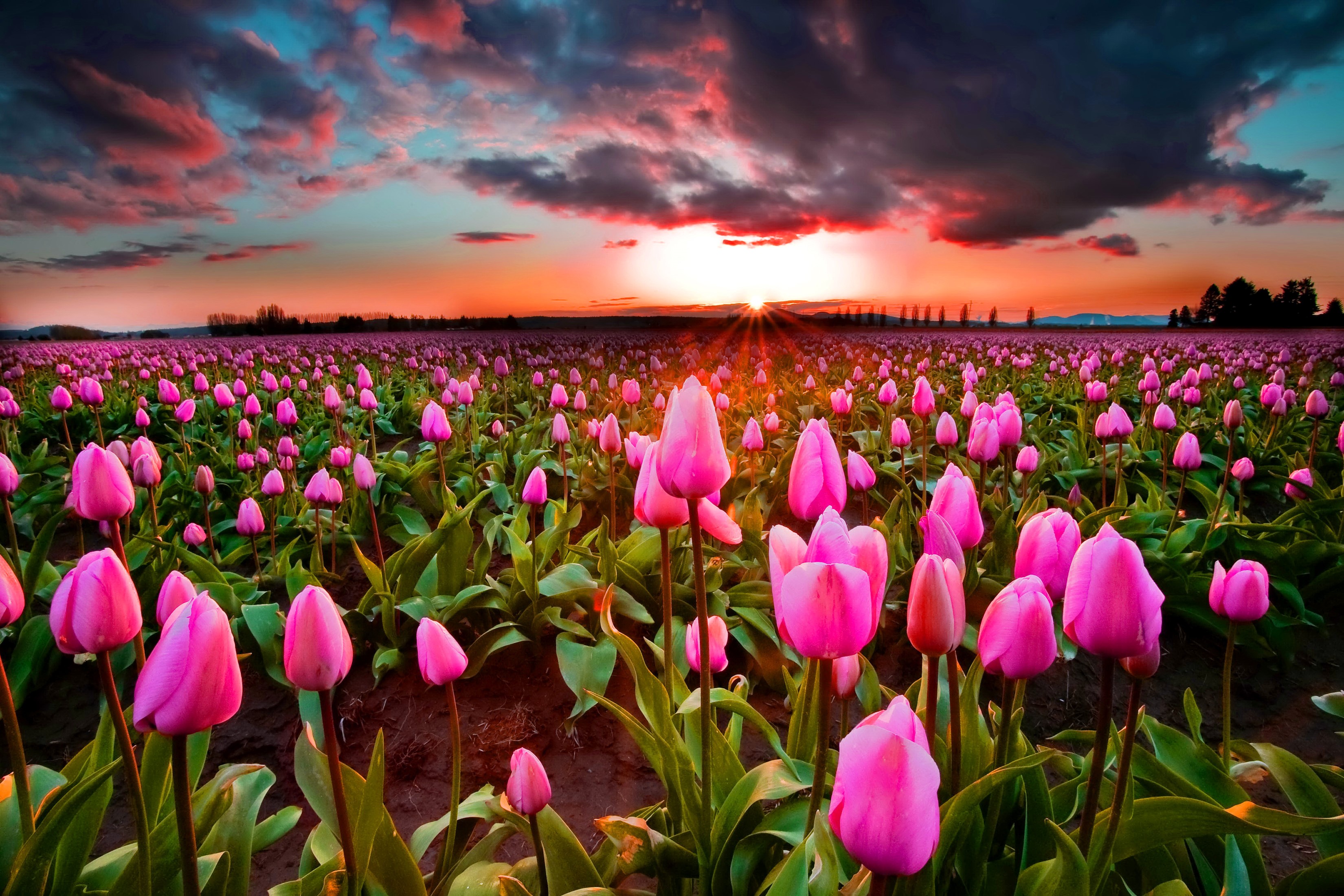 Field of pink tulips at sunset HD Wallpaper