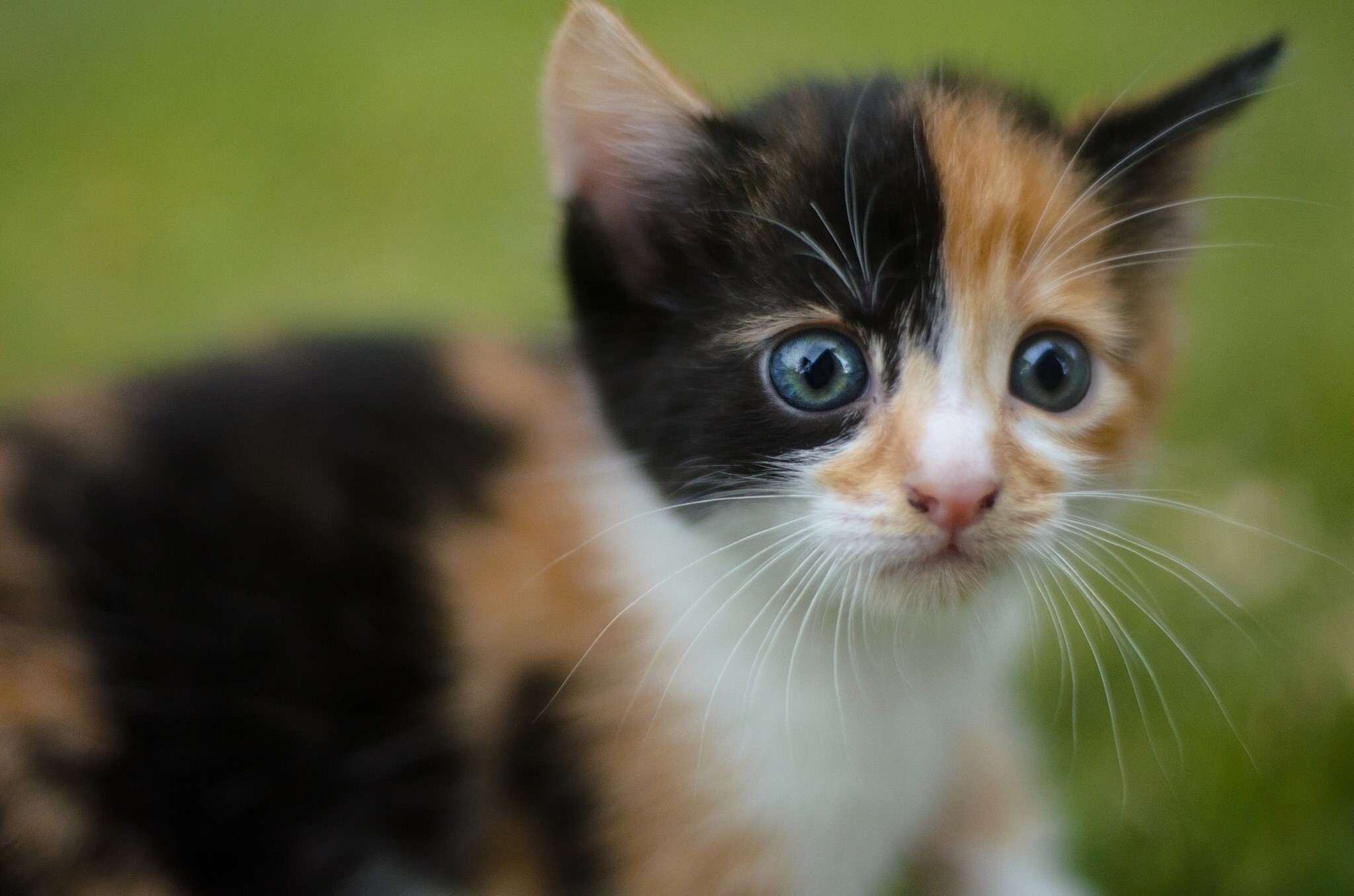 Calico kitten with blue eyes looking forward HD Wallpaper