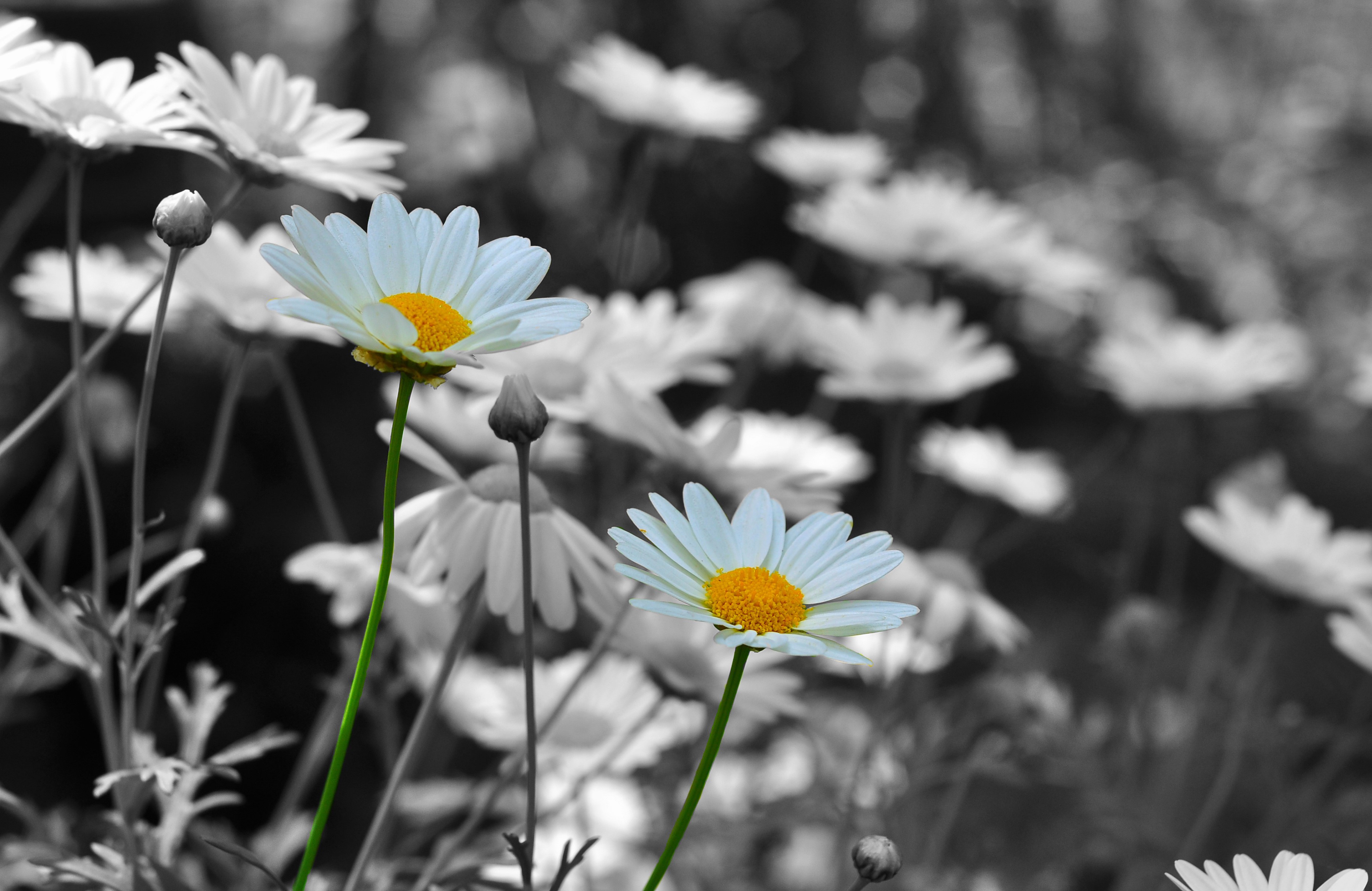 White daisies with yellow centers in a black and white garden HD Wallpaper