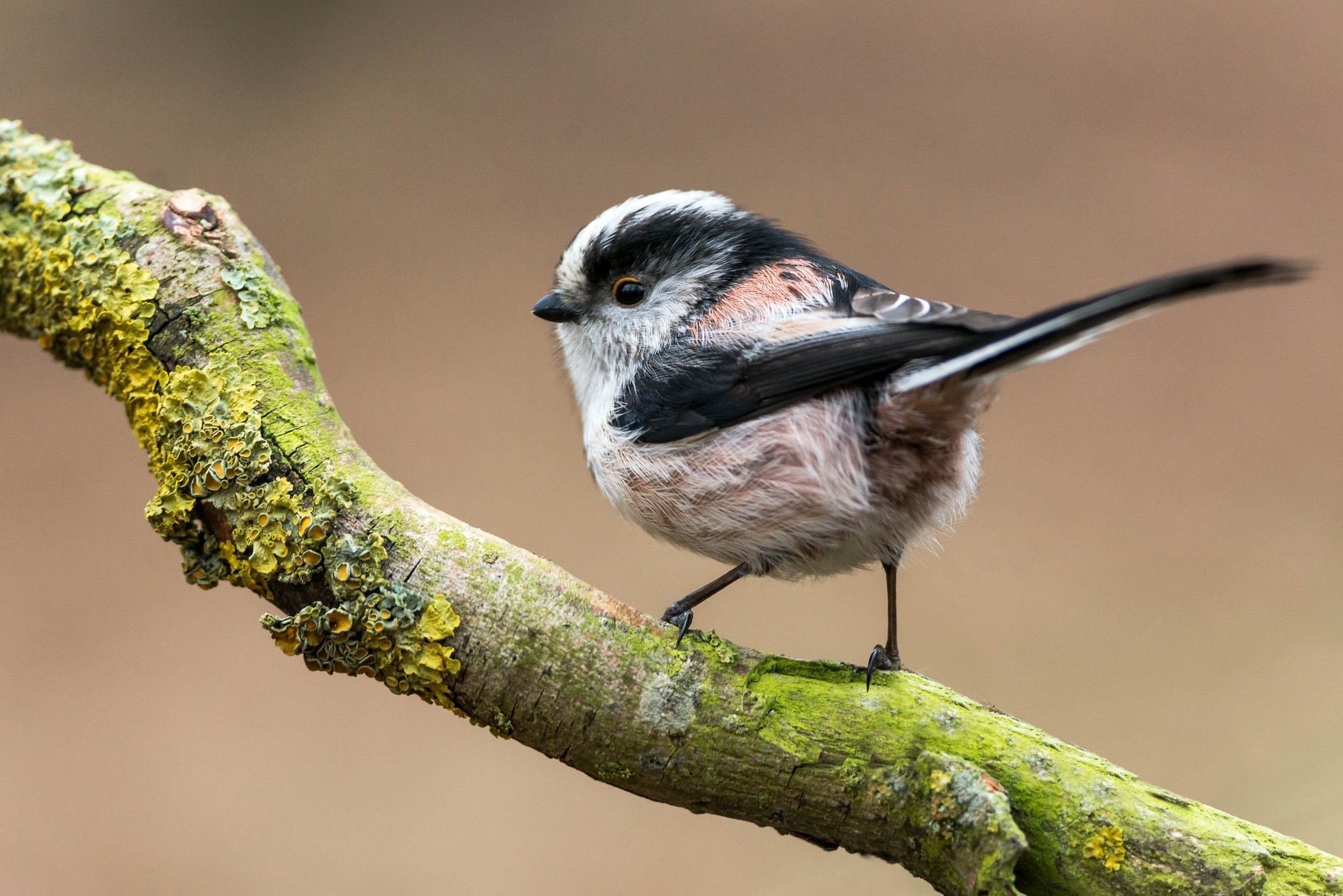 Long-tailed tit perched on a mossy branch HD Wallpaper