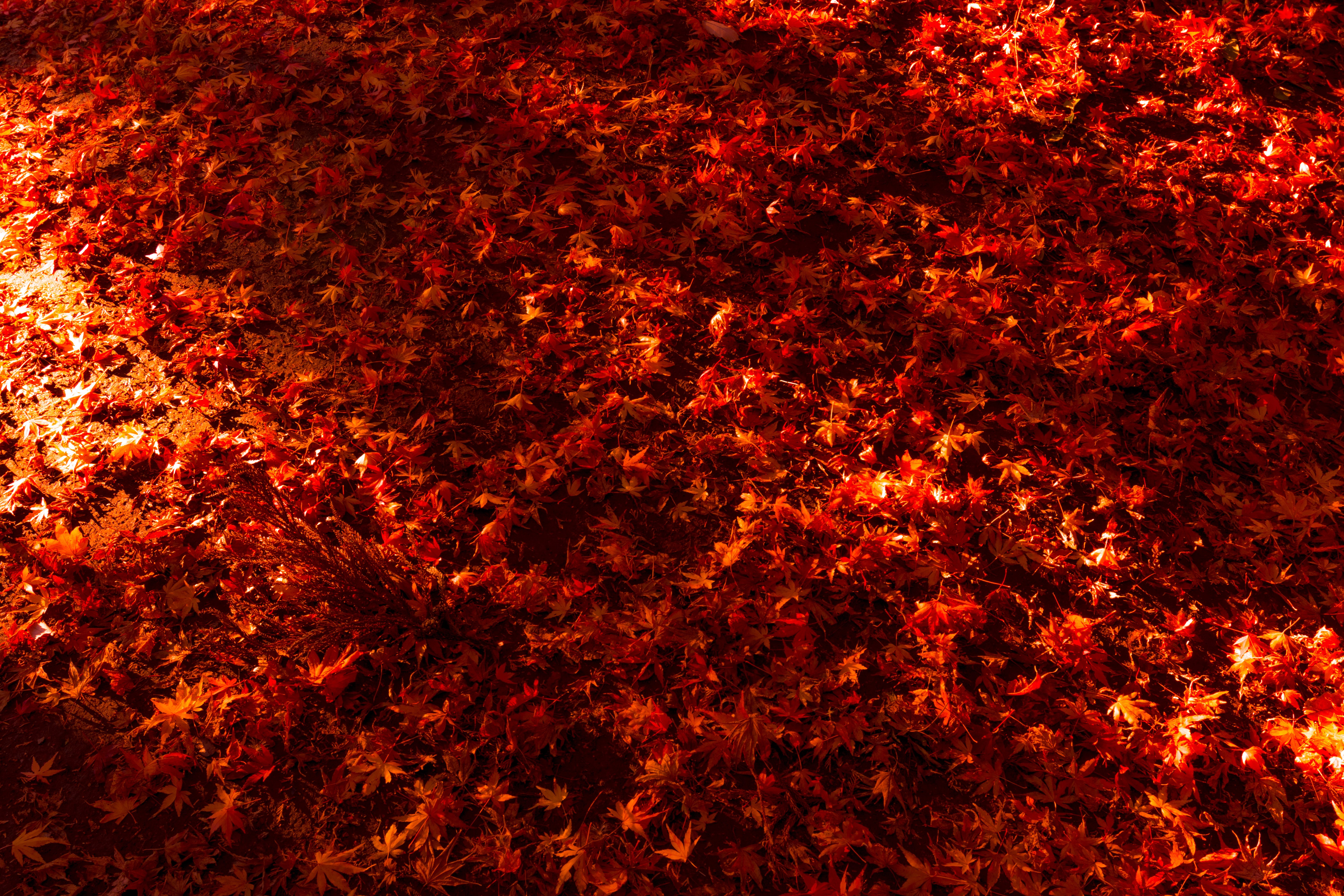 4K Vivid Red Autumn Maple Leaves HD Wallpaper