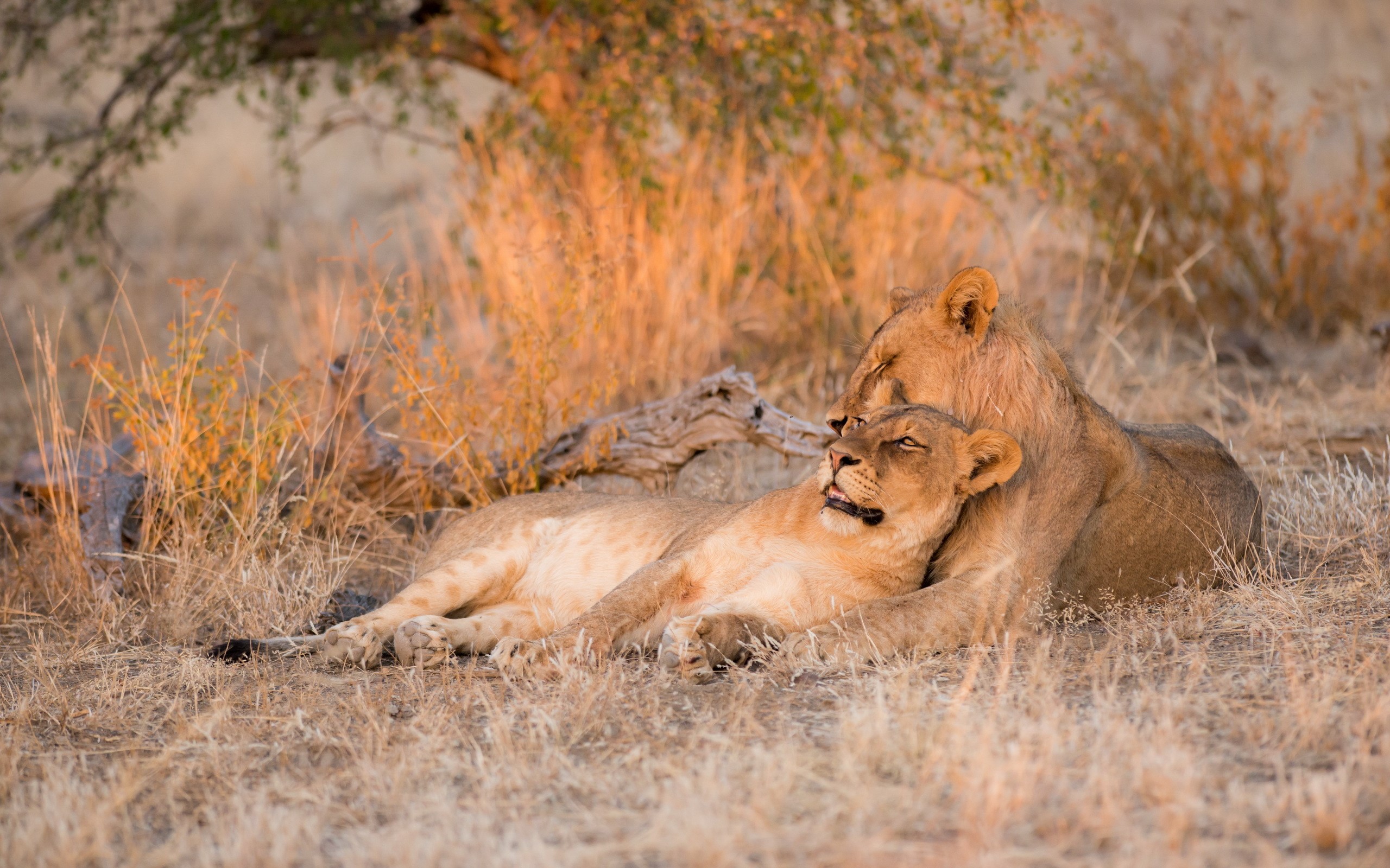 Two lions resting in dry grass HD Wallpaper
