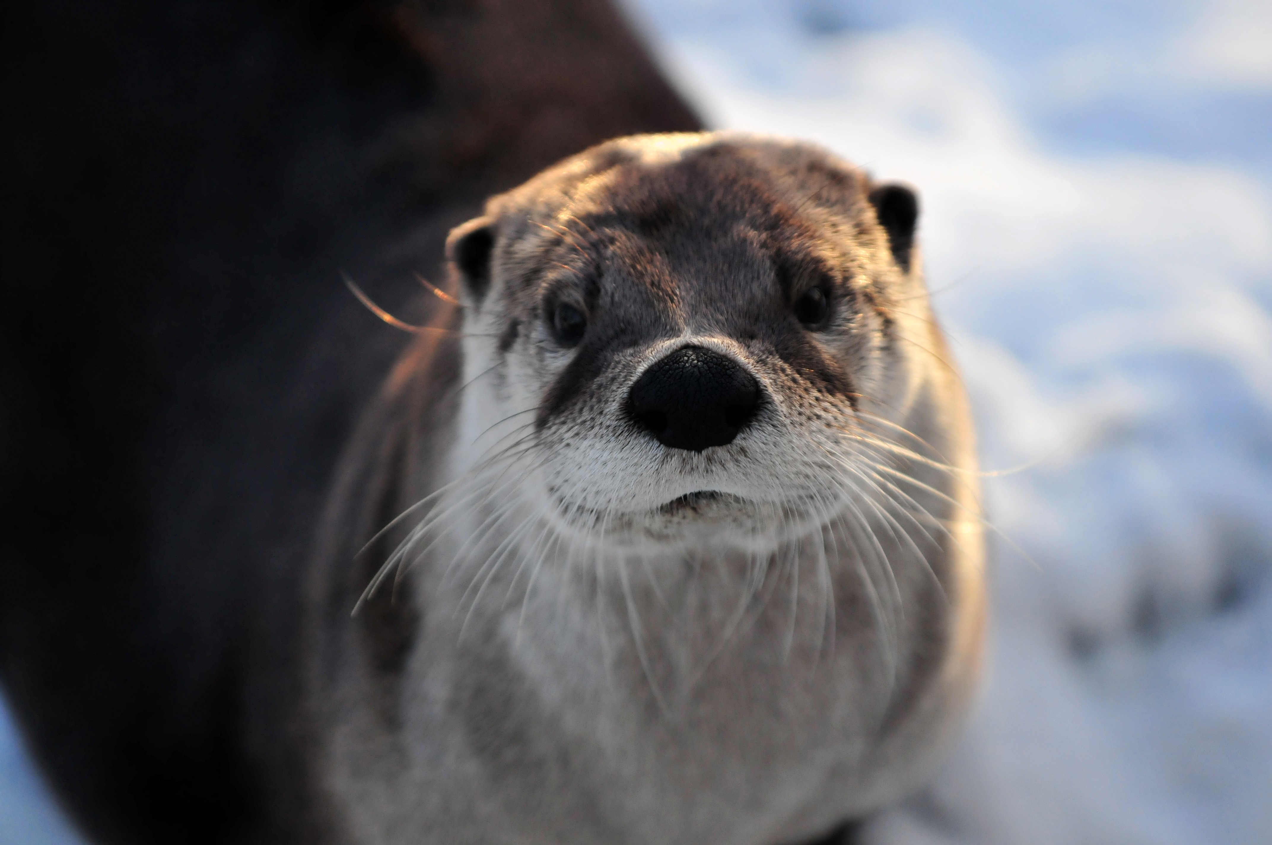 Eurasian otter looking at the camera HD Wallpaper